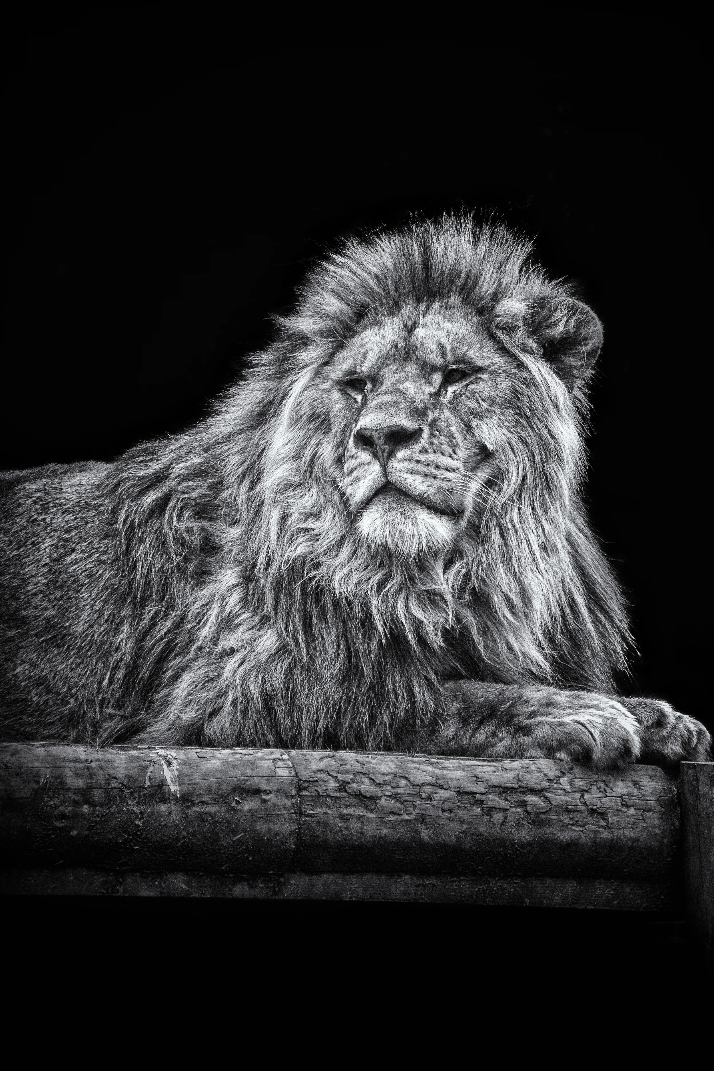 Proud Lion.jpg