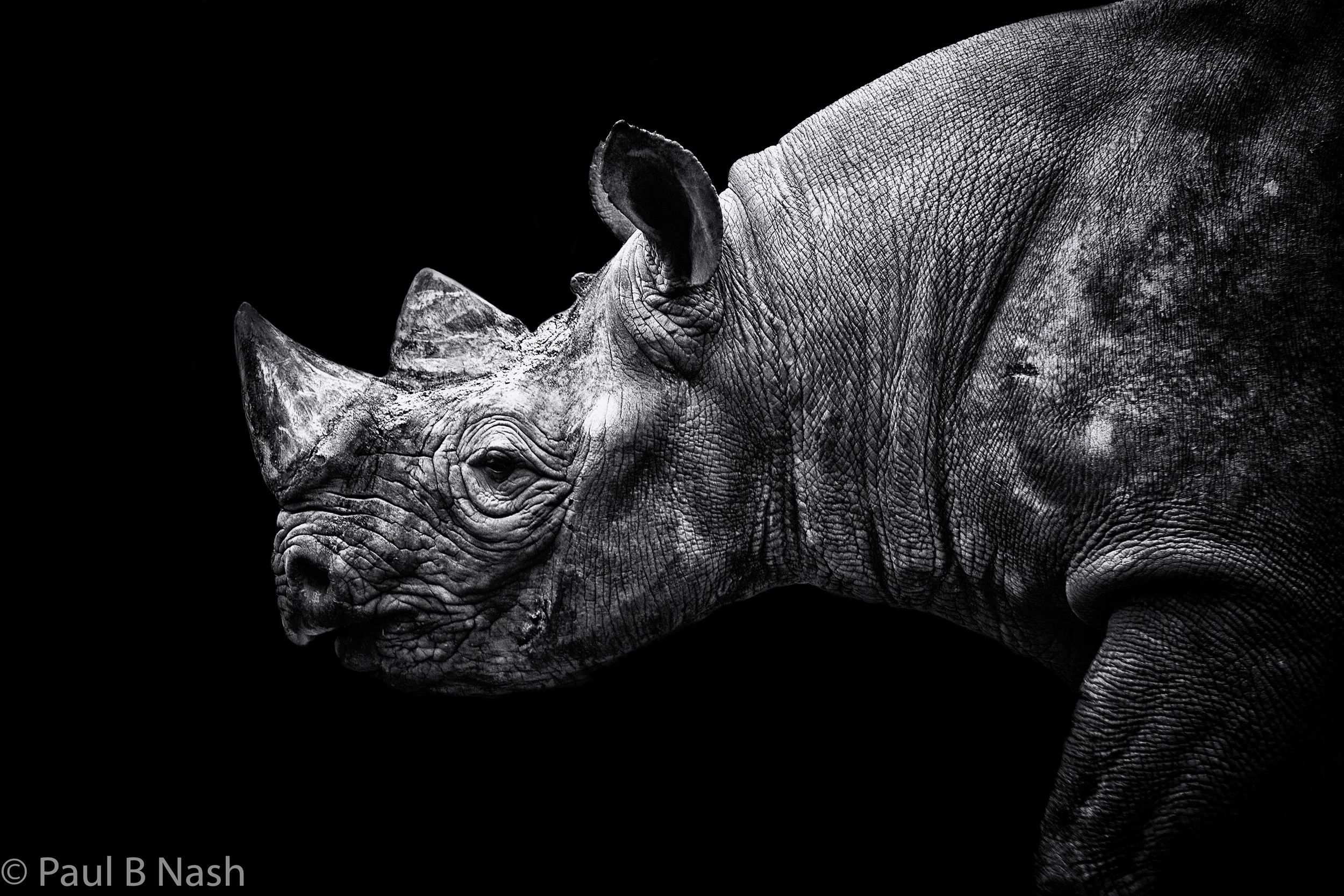 Rhino copywright.jpg
