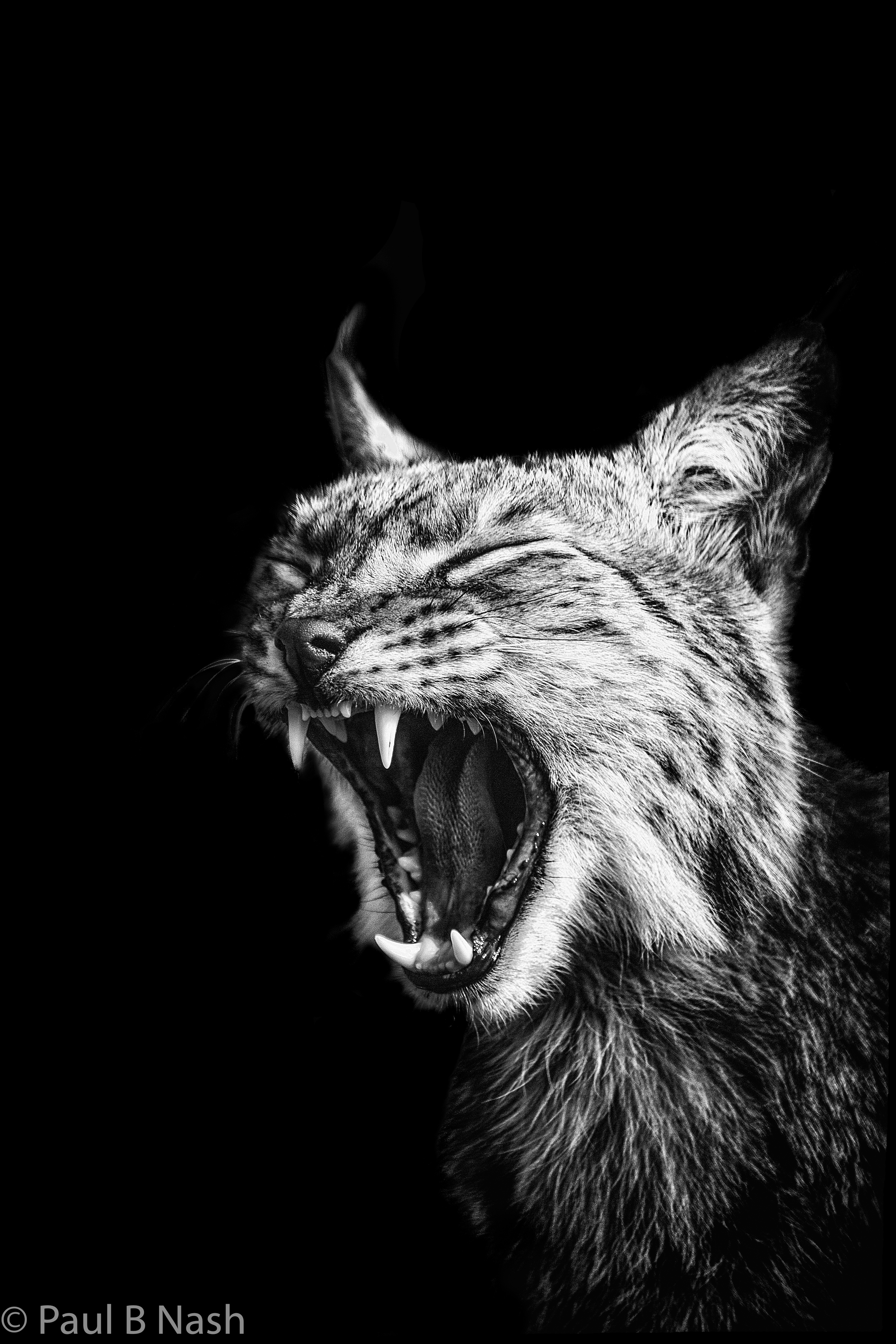 Lynx copywright.jpg