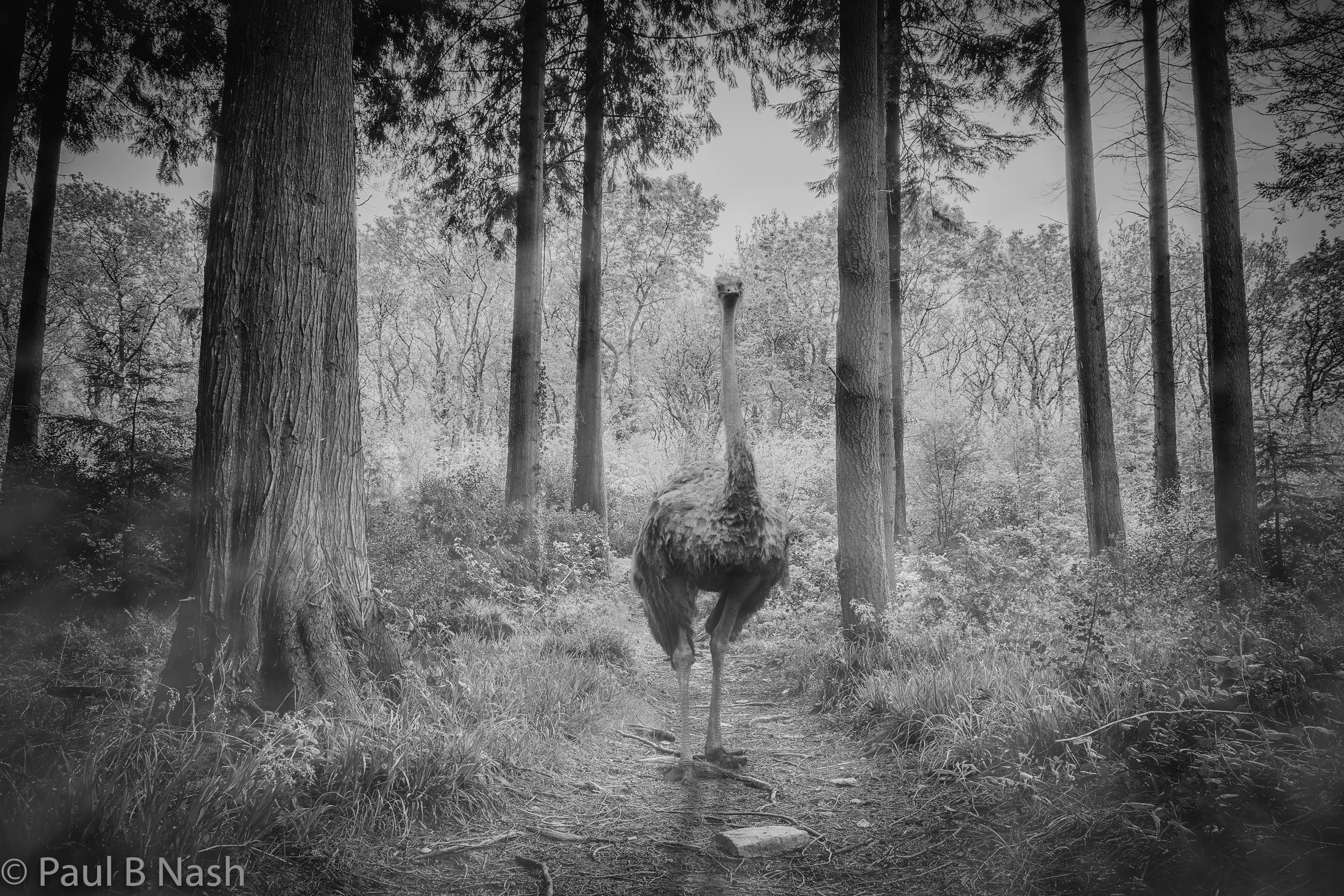 Ostrich woods copywright.jpg