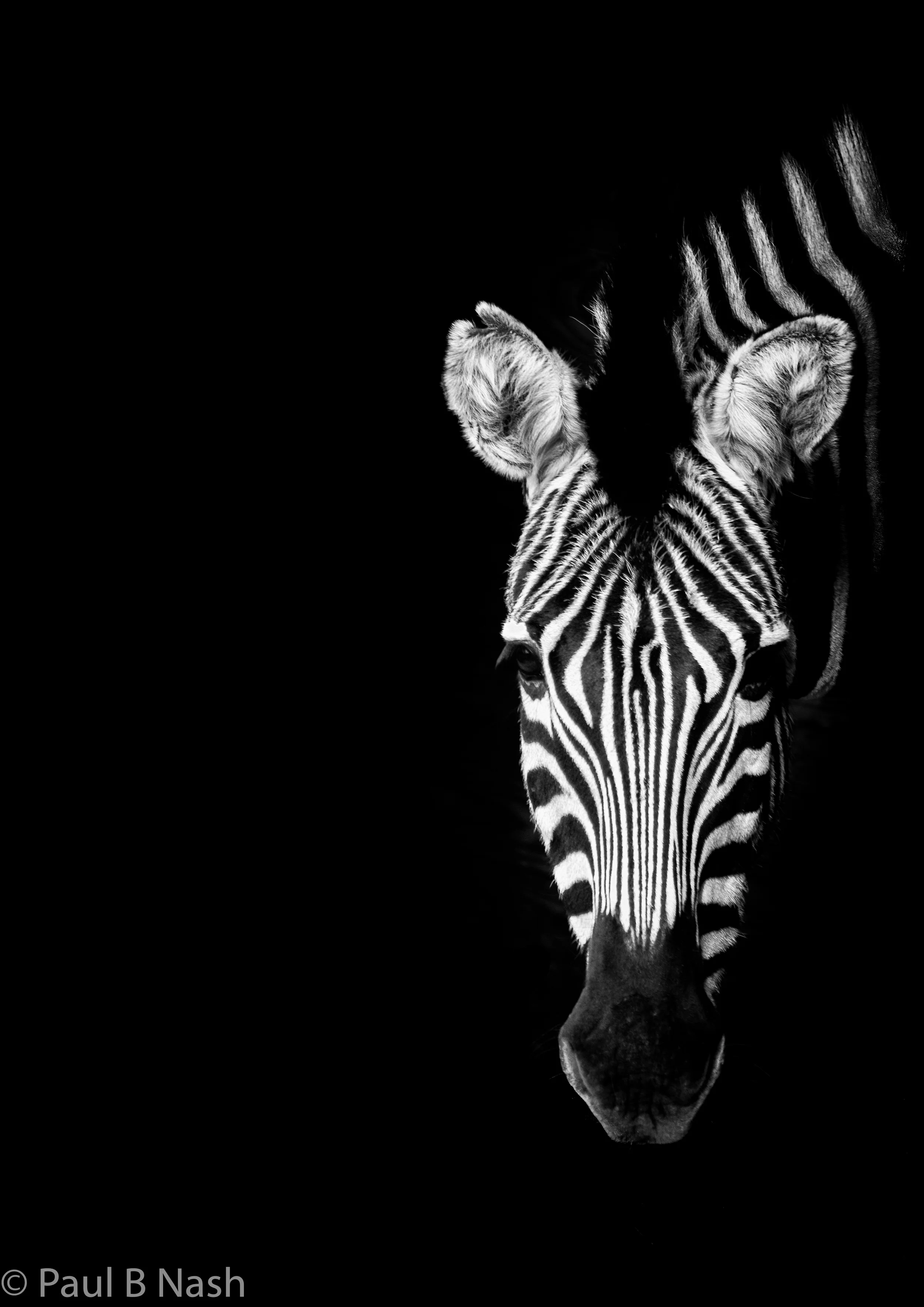 looking zebra copywright.jpg