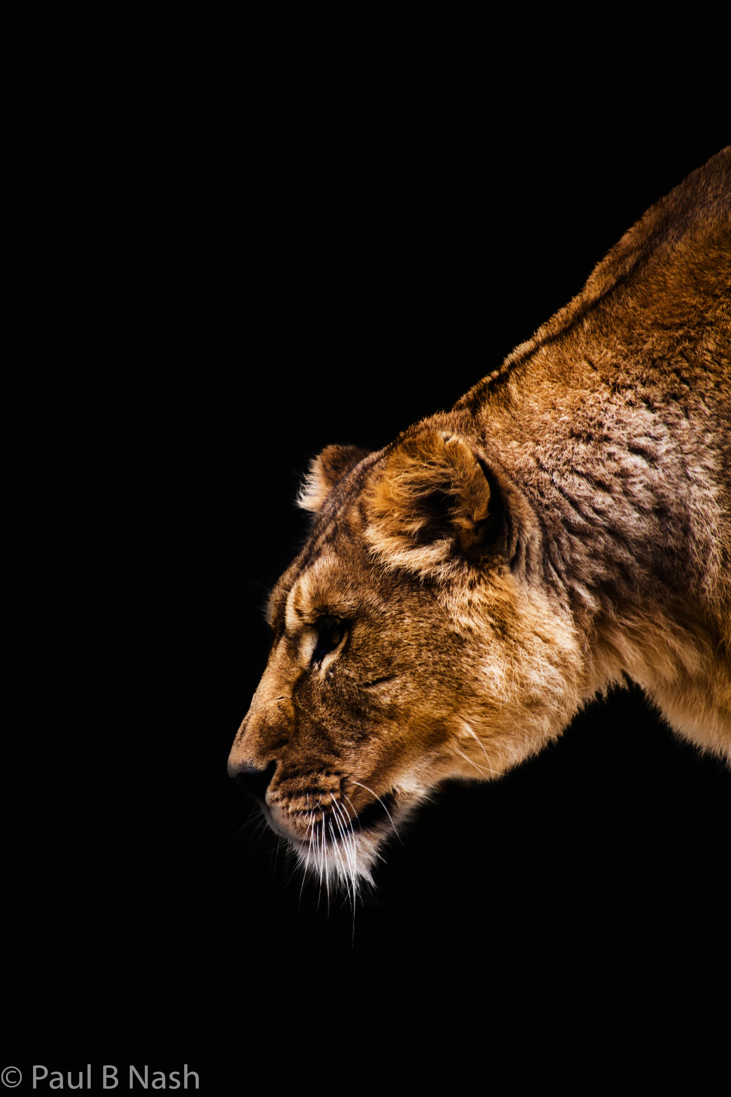 lioness stalking copywright.jpg