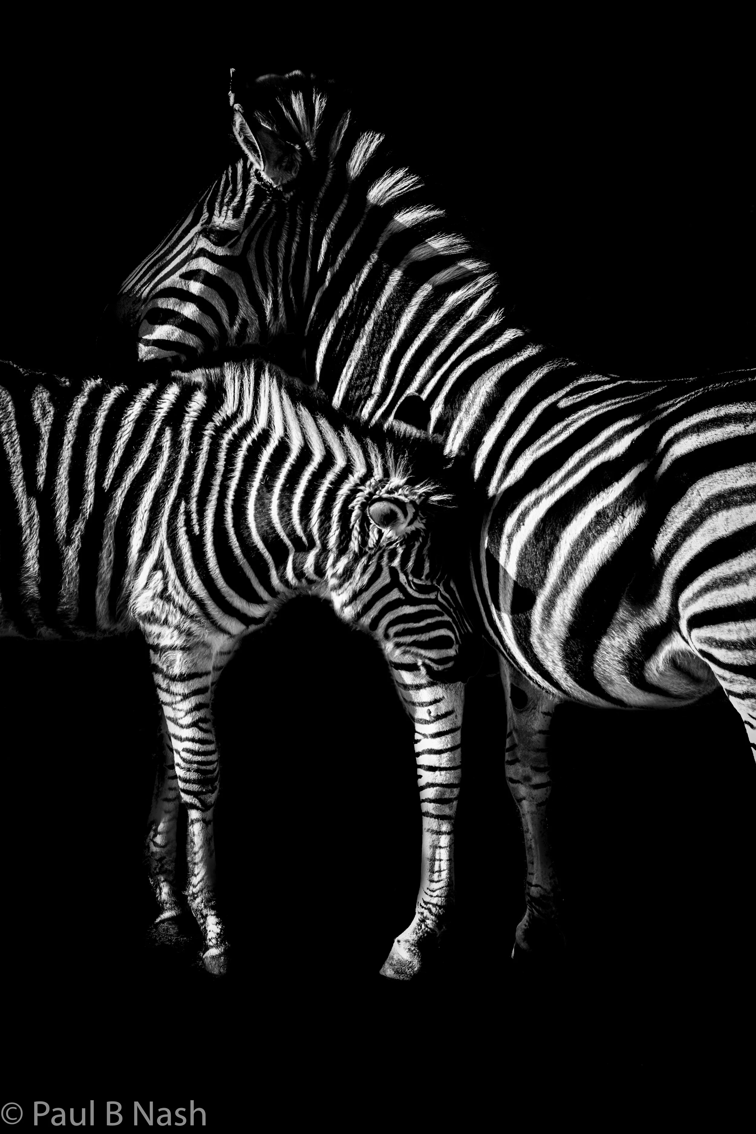 Zebra mother and child copywright.jpg
