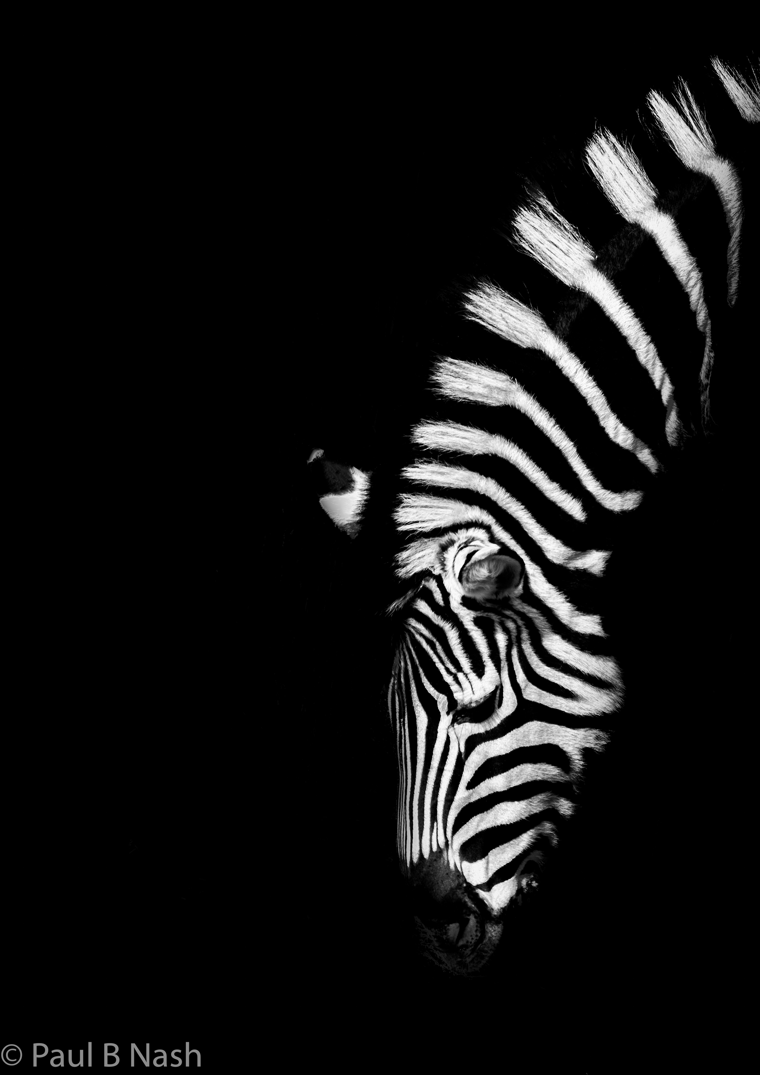zebra bowing copyright.jpg