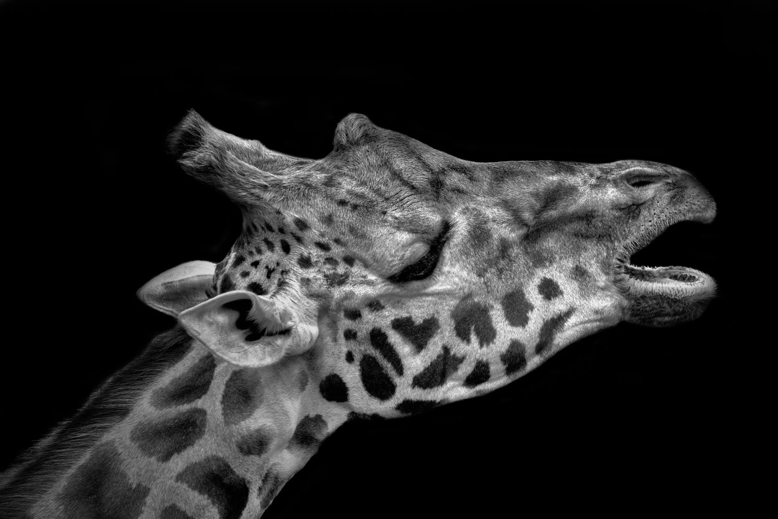 Giraffe yawing 2 final flickr.jpg