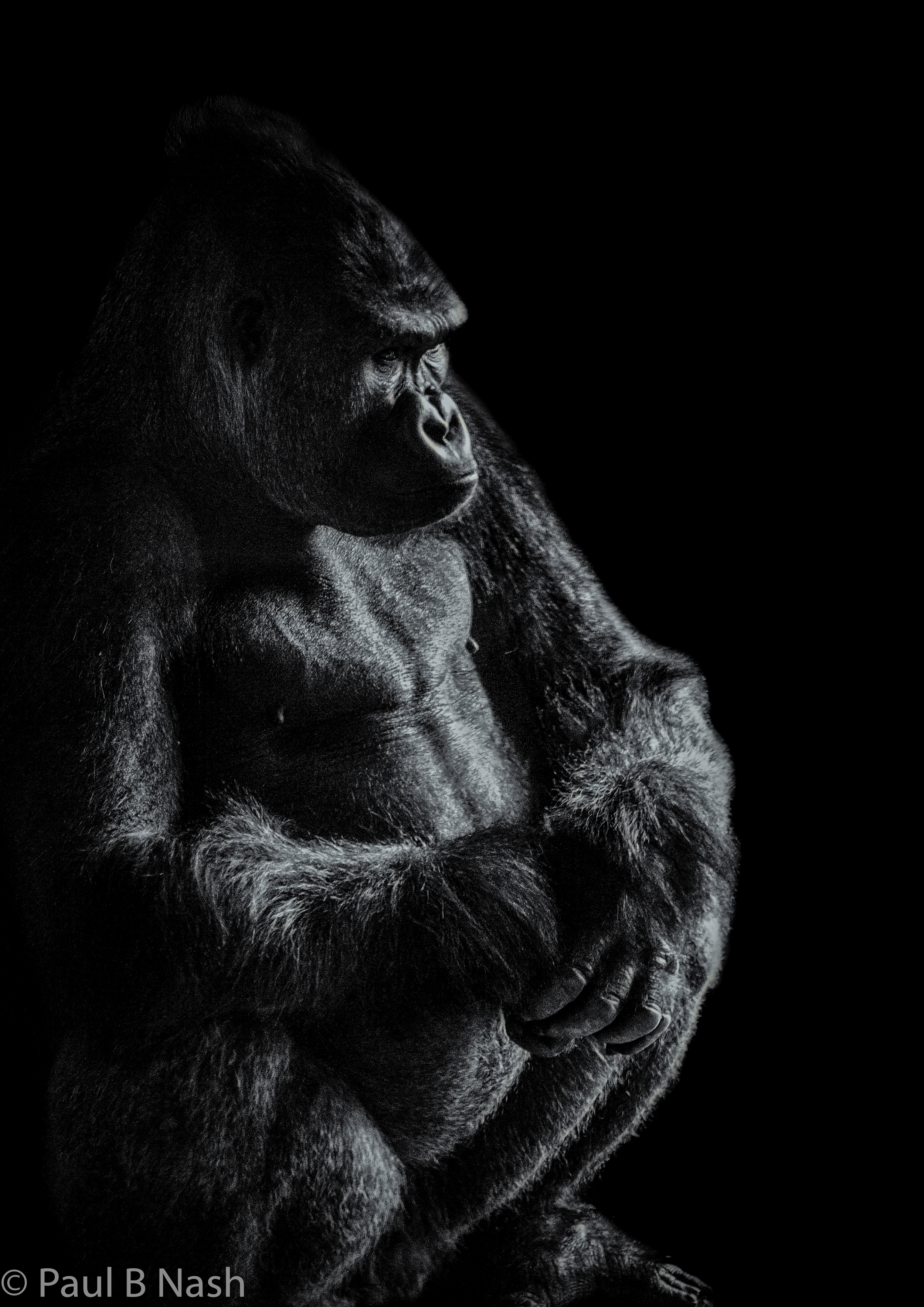 Gorilla sitting final copyright.jpg