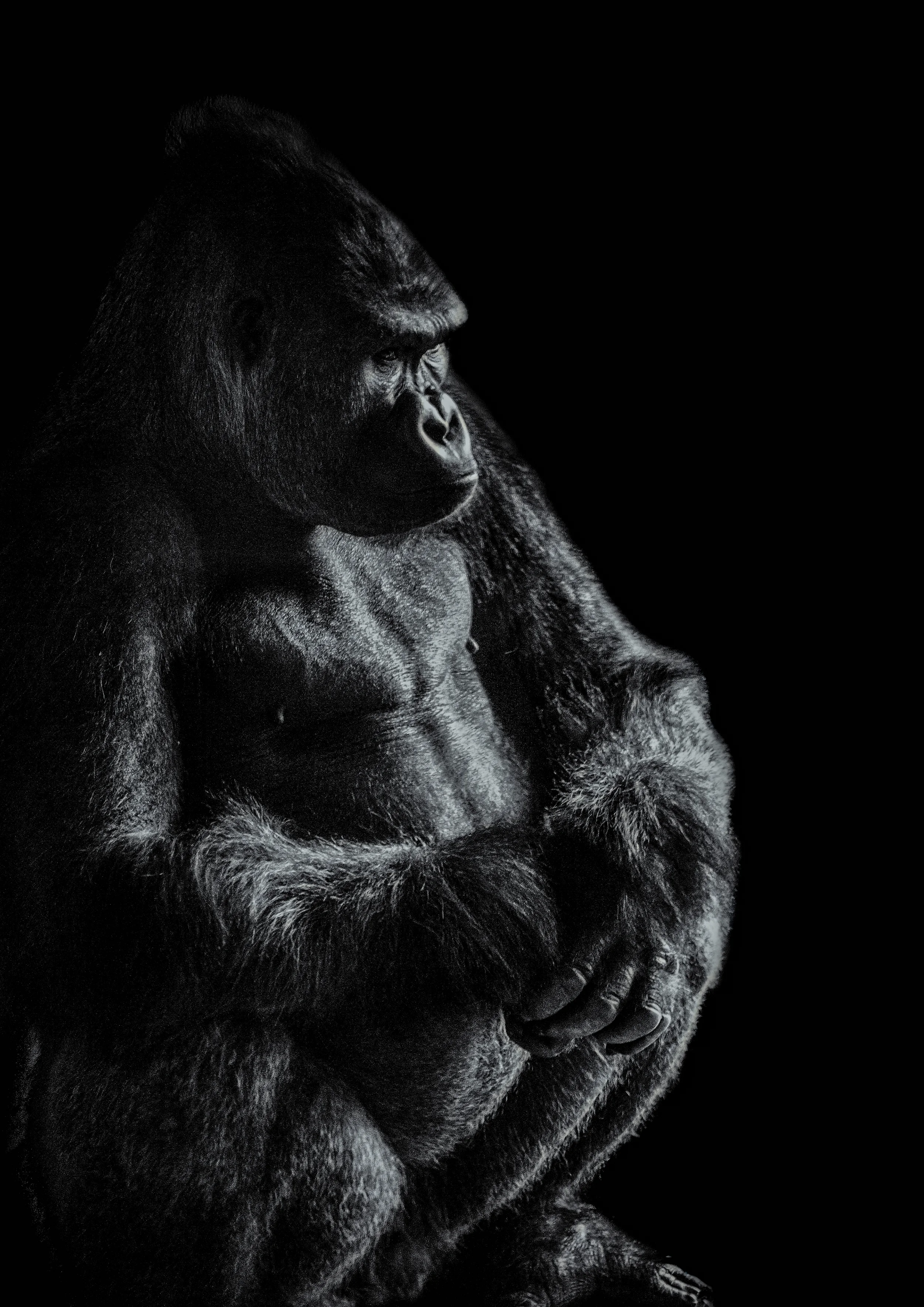 Gorilla sitting final Flickr.jpg