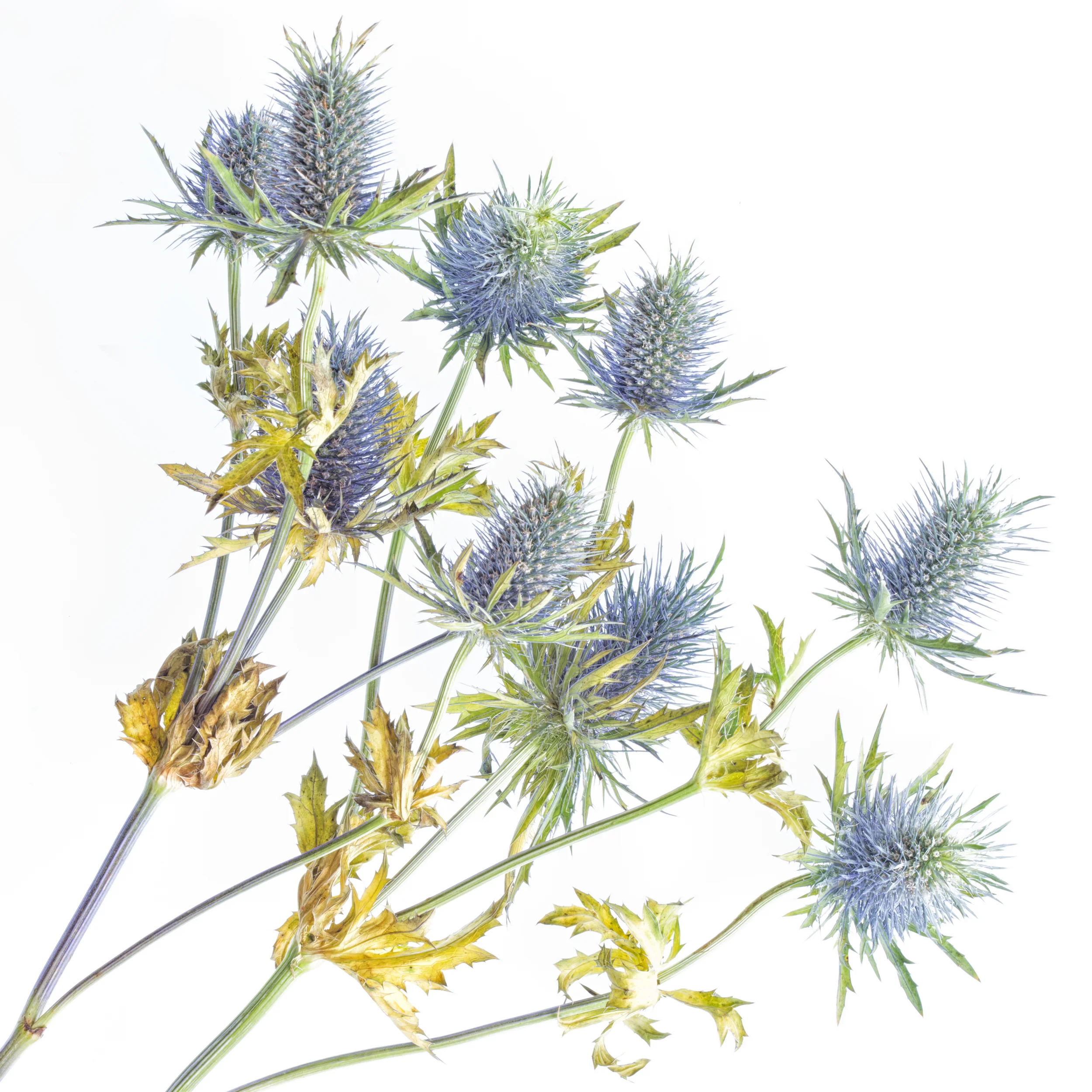 Thistles 1.jpg