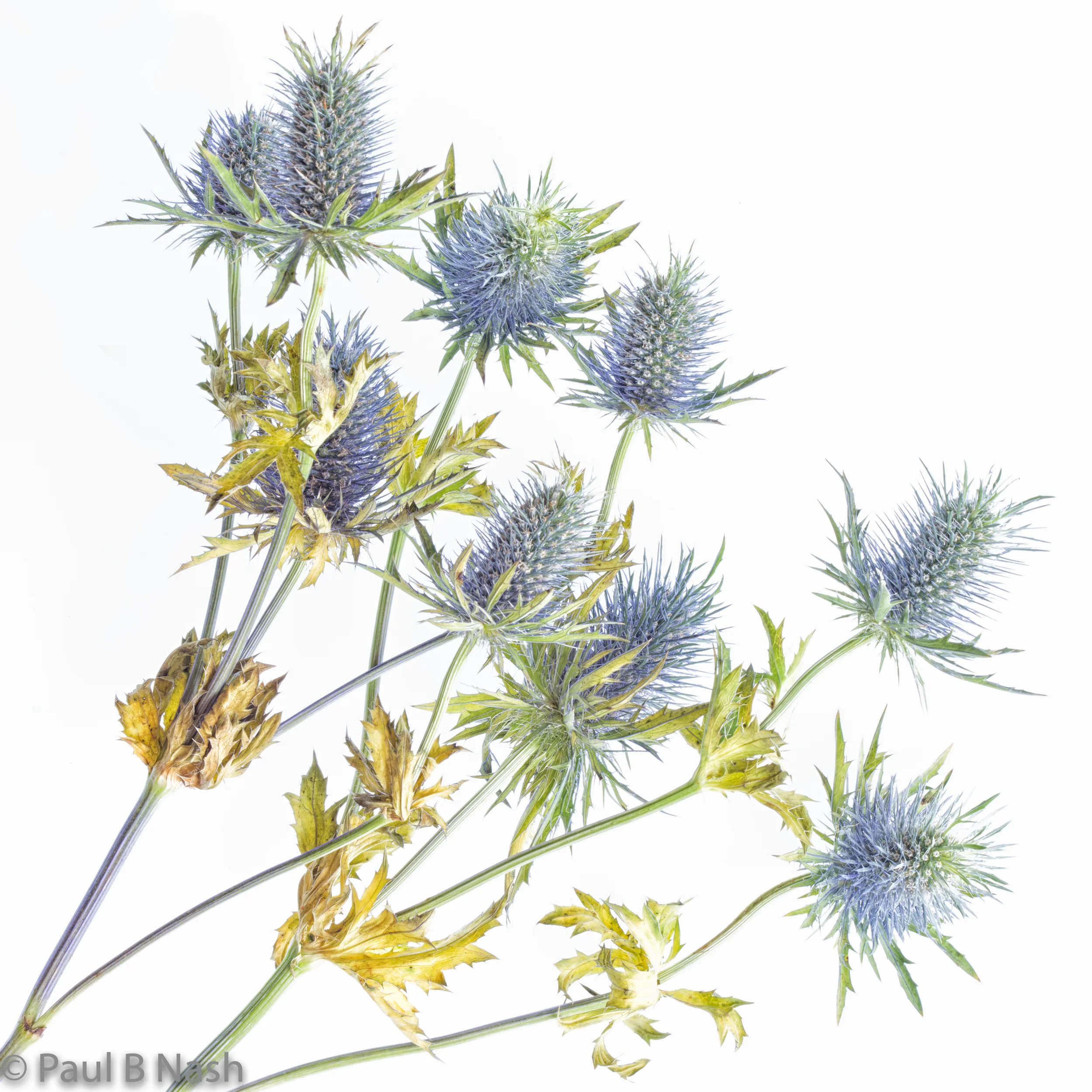 Thistles copyright.jpg