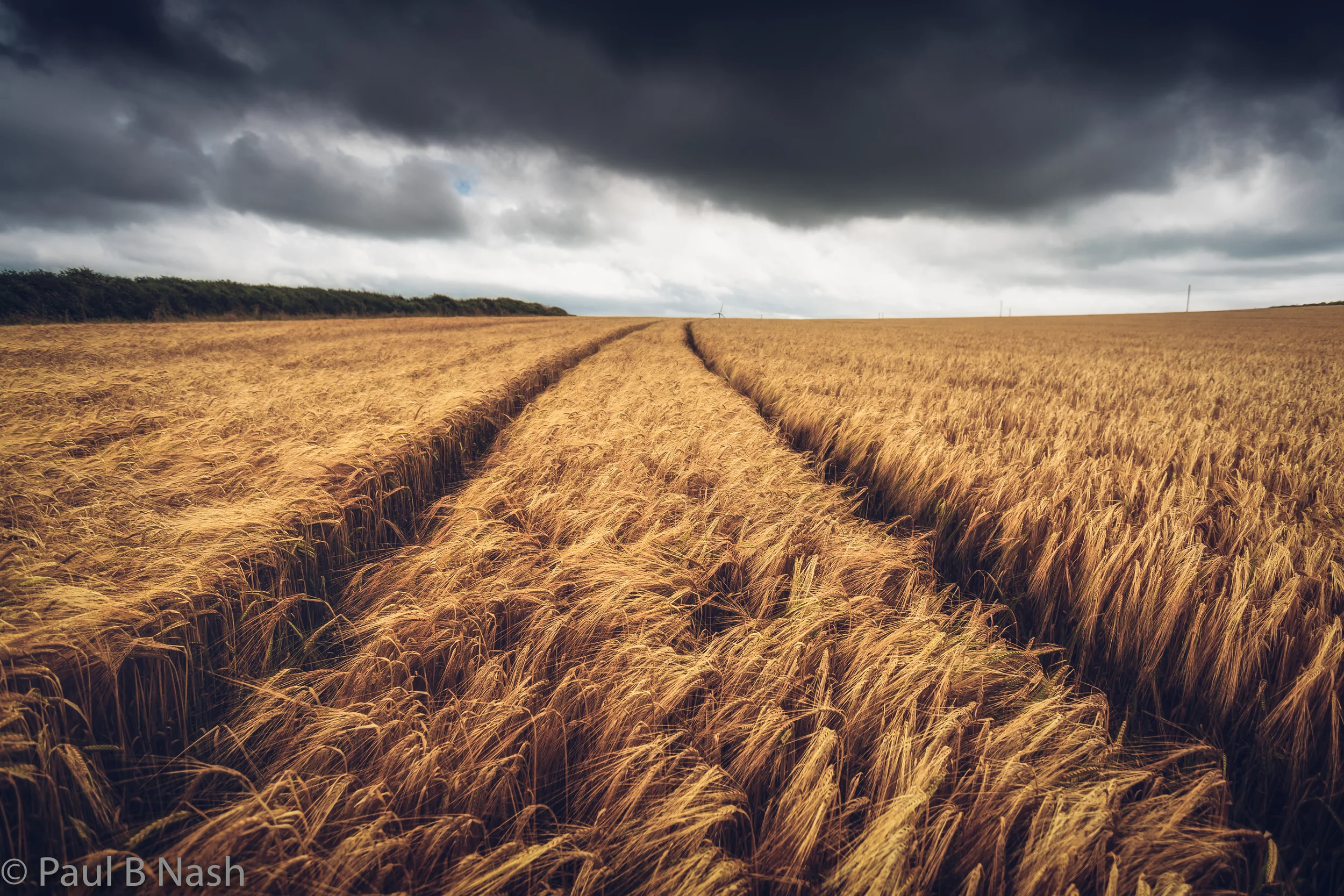 Corn field stormy sky copywright.jpg