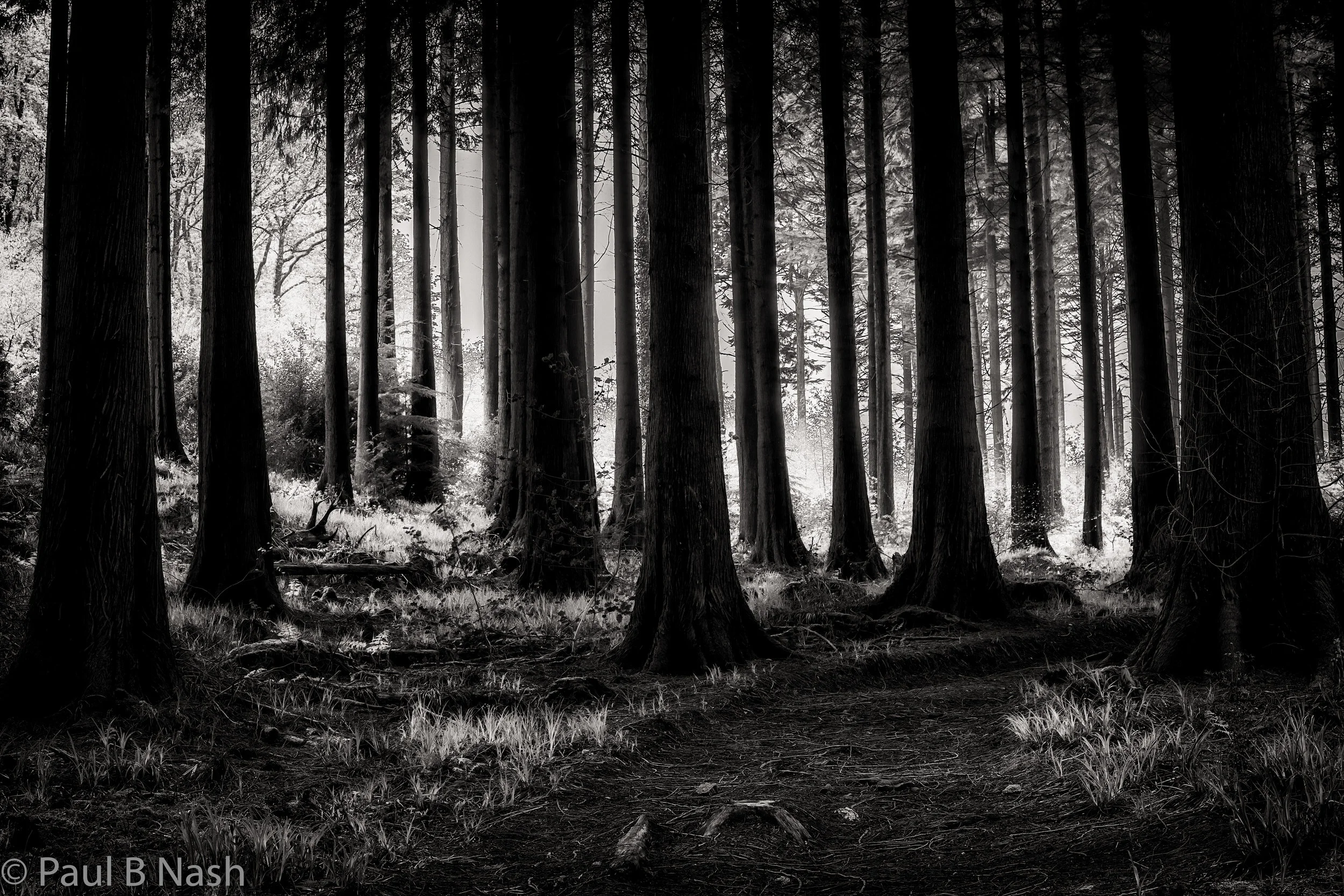 Dark wood copywright.jpg