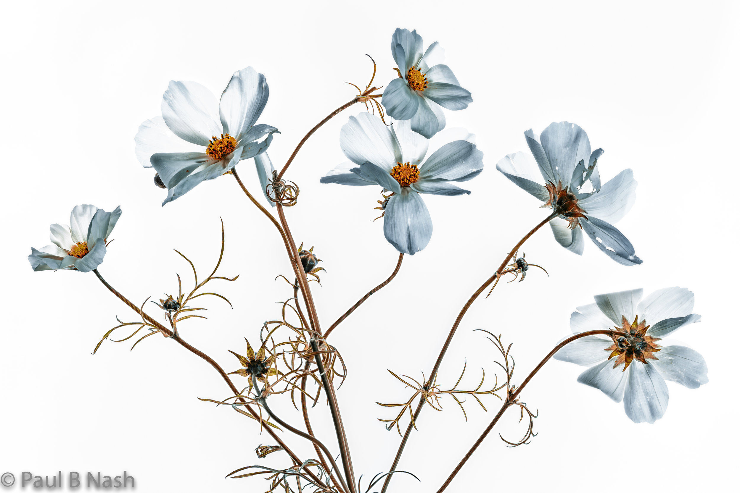 cosmos for website copyright.jpg