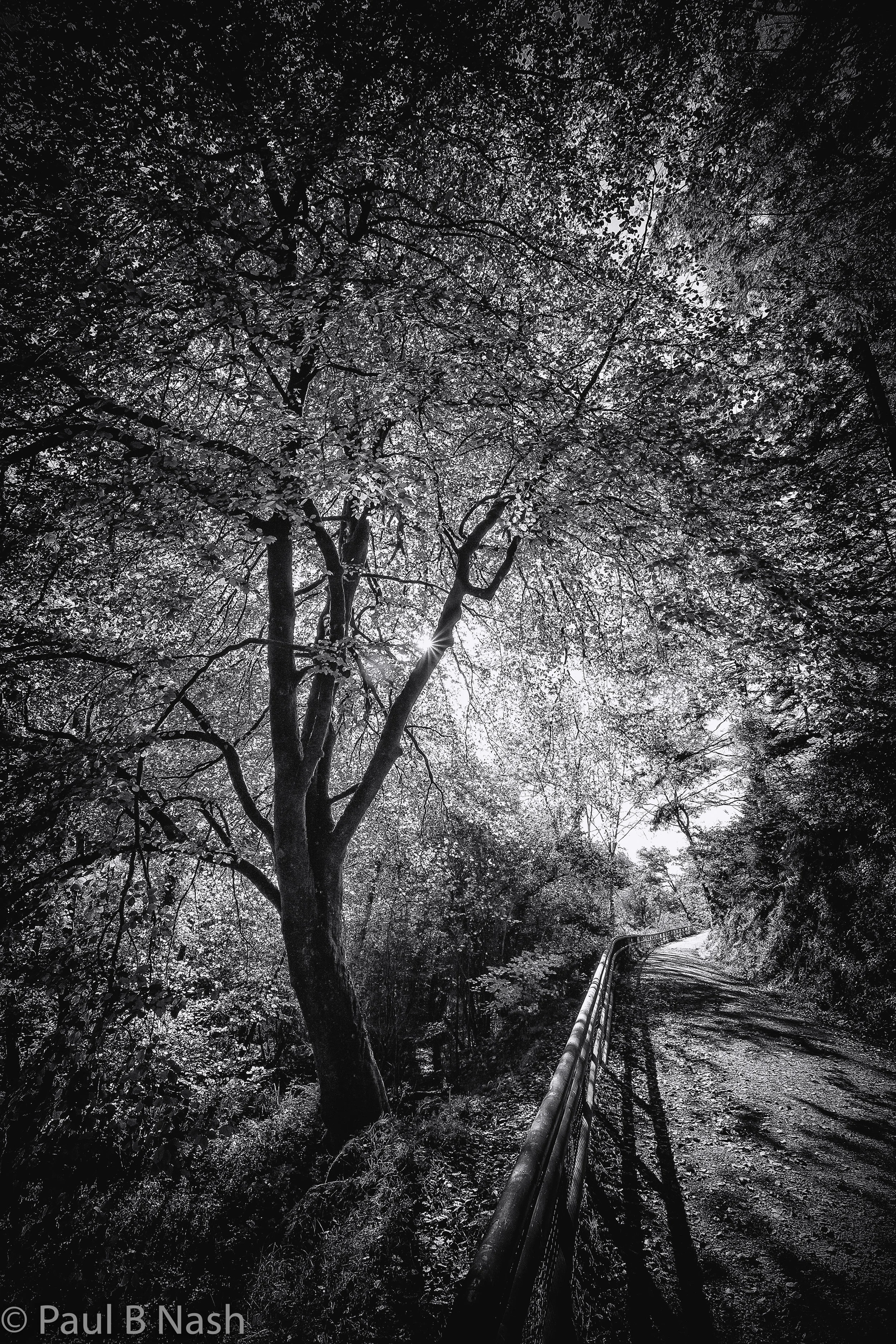 BW for website tree and copyright.jpg