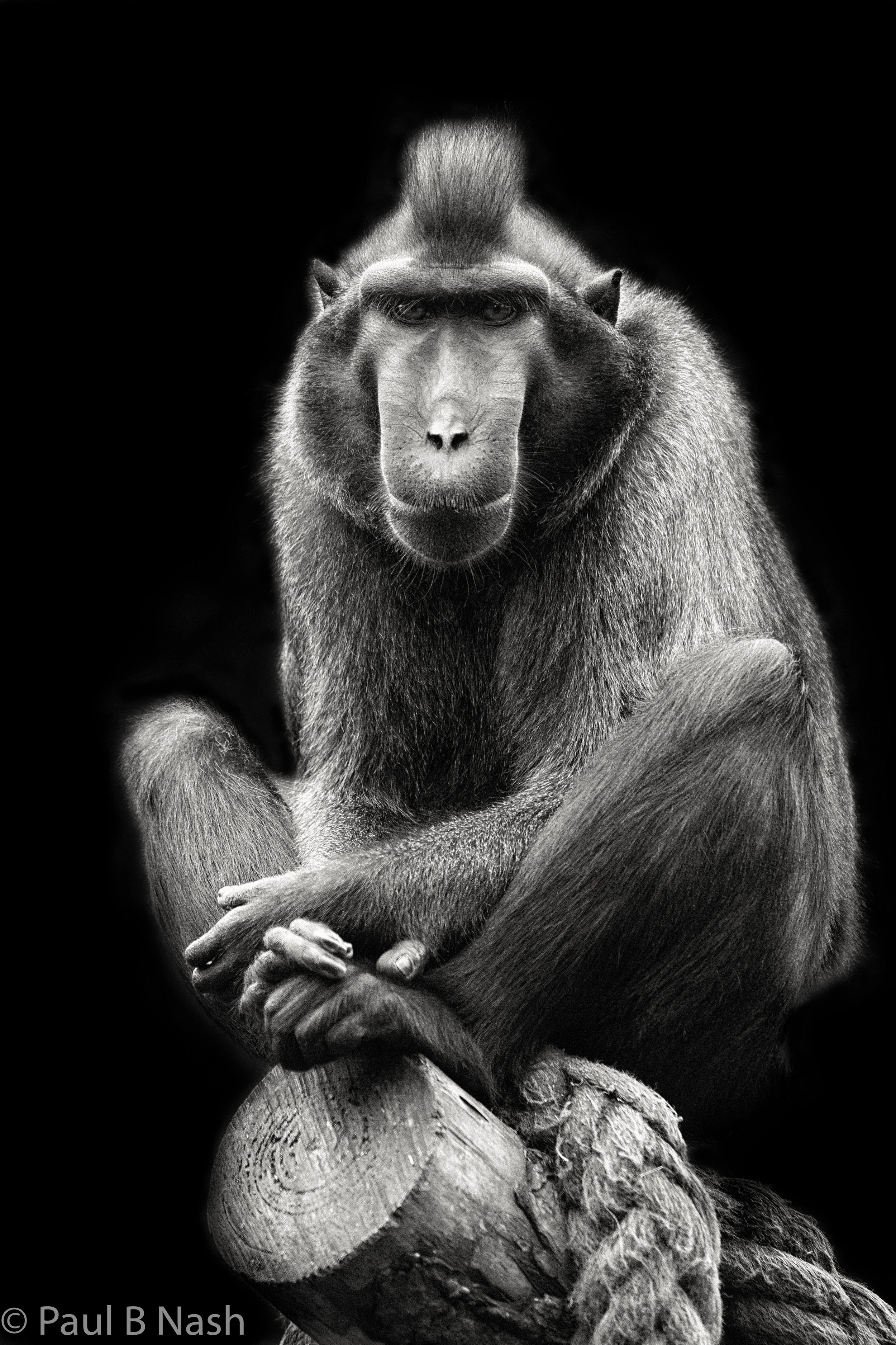 Crested Macaque copyright.jpg