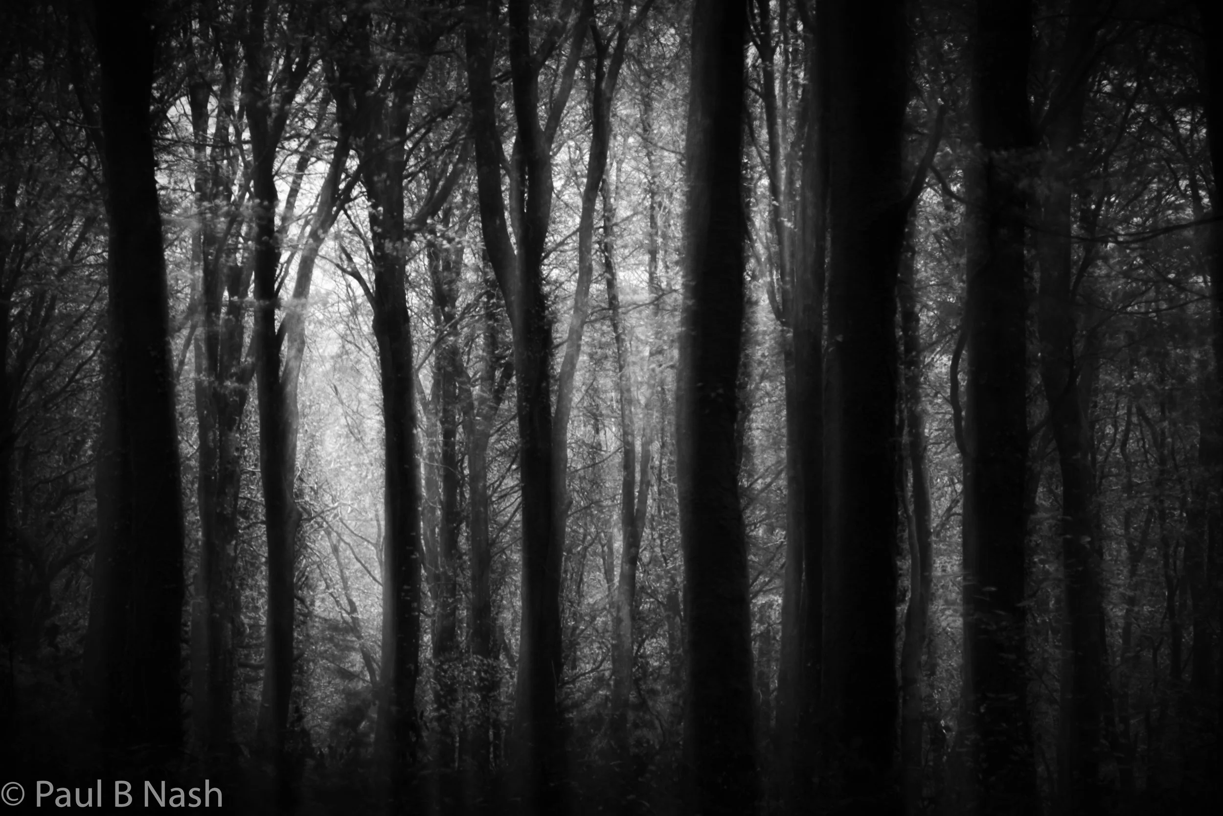 Idless trees website copyright.jpg