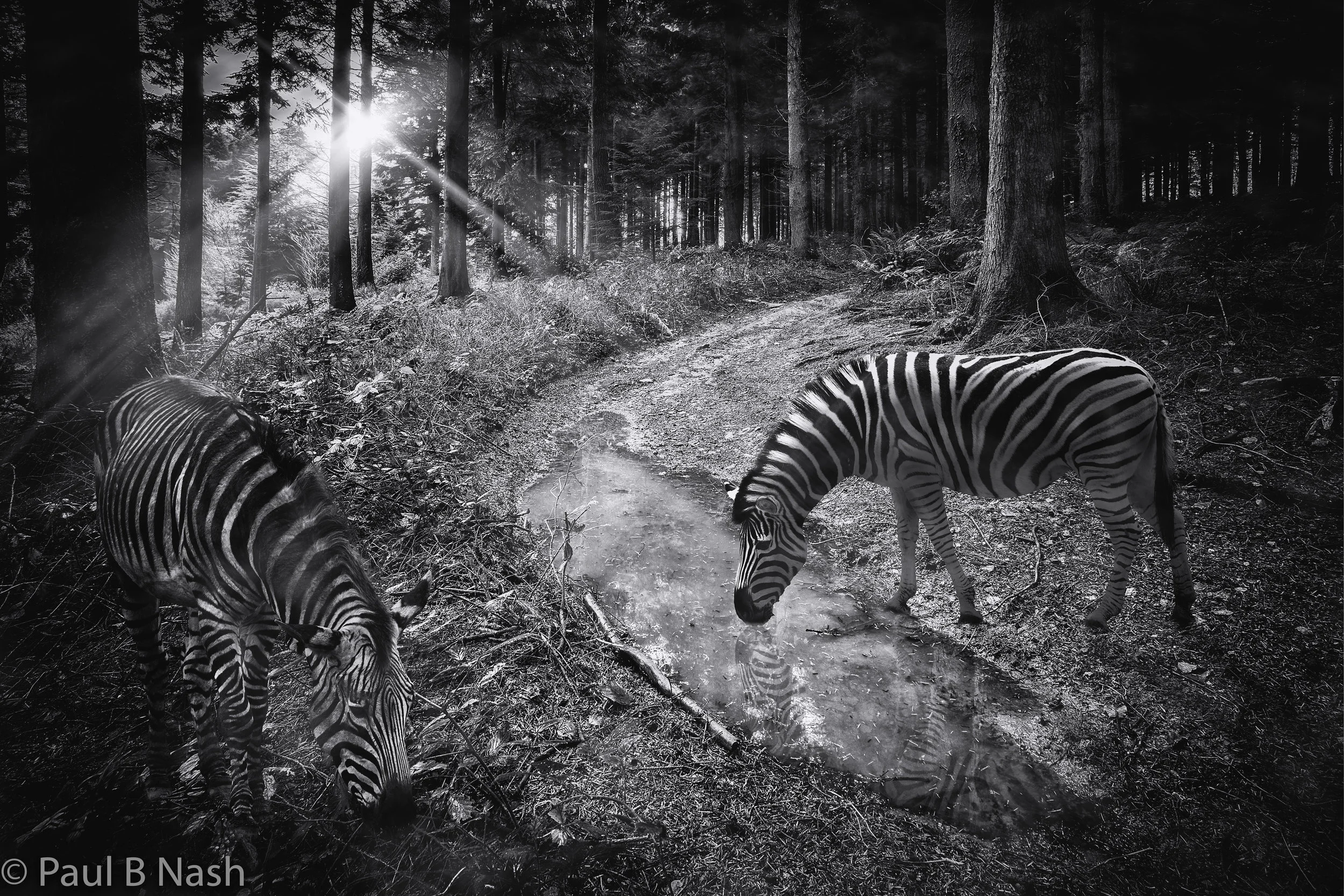Zebra at idless fog final 9 for website copyright.jpg