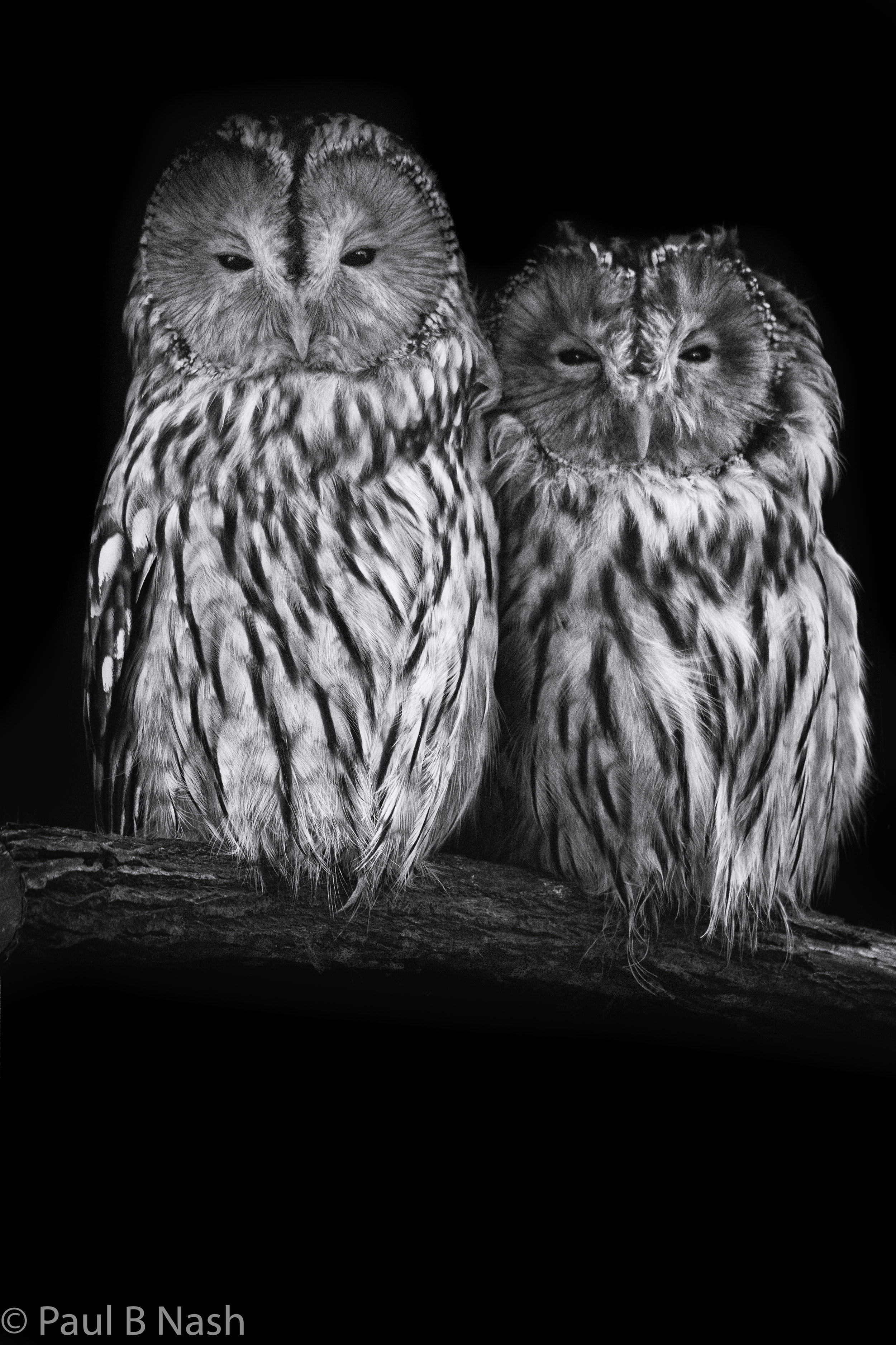 double owl portrait on branch copyright.jpg