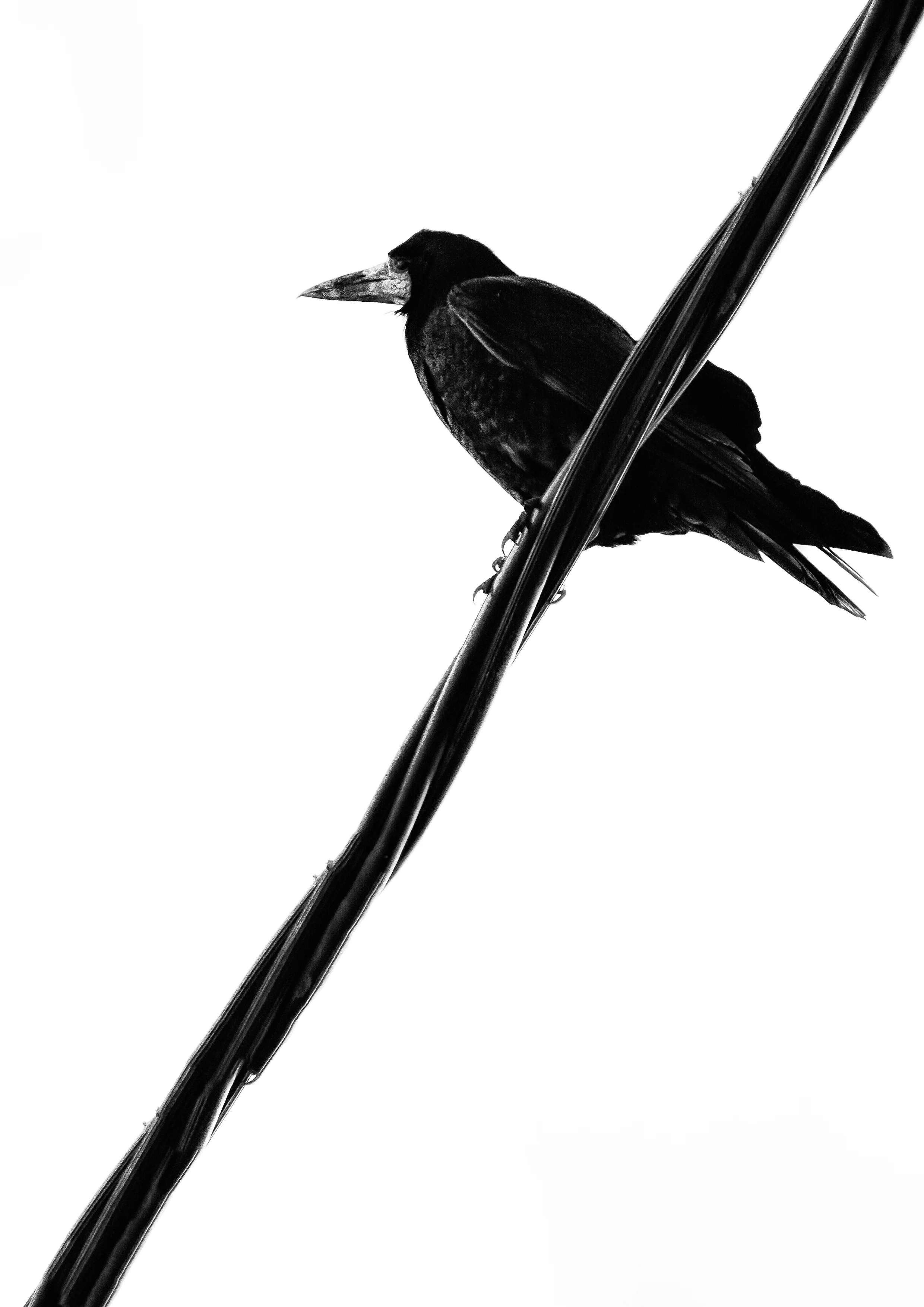 crow 4.jpg