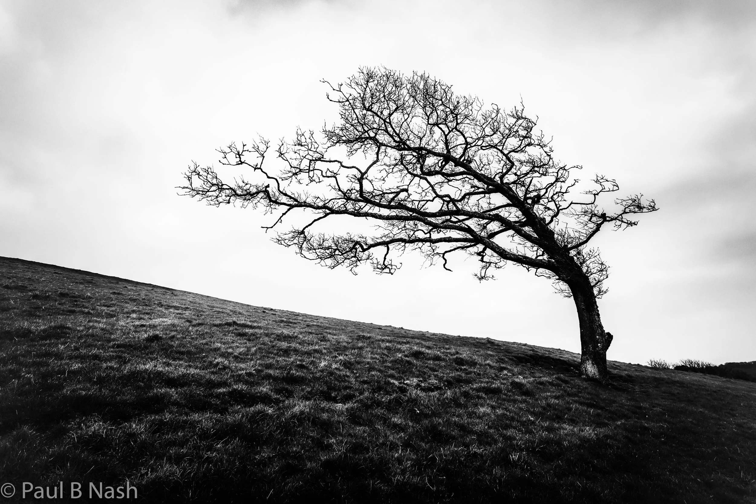 Lone tree copyright.jpg