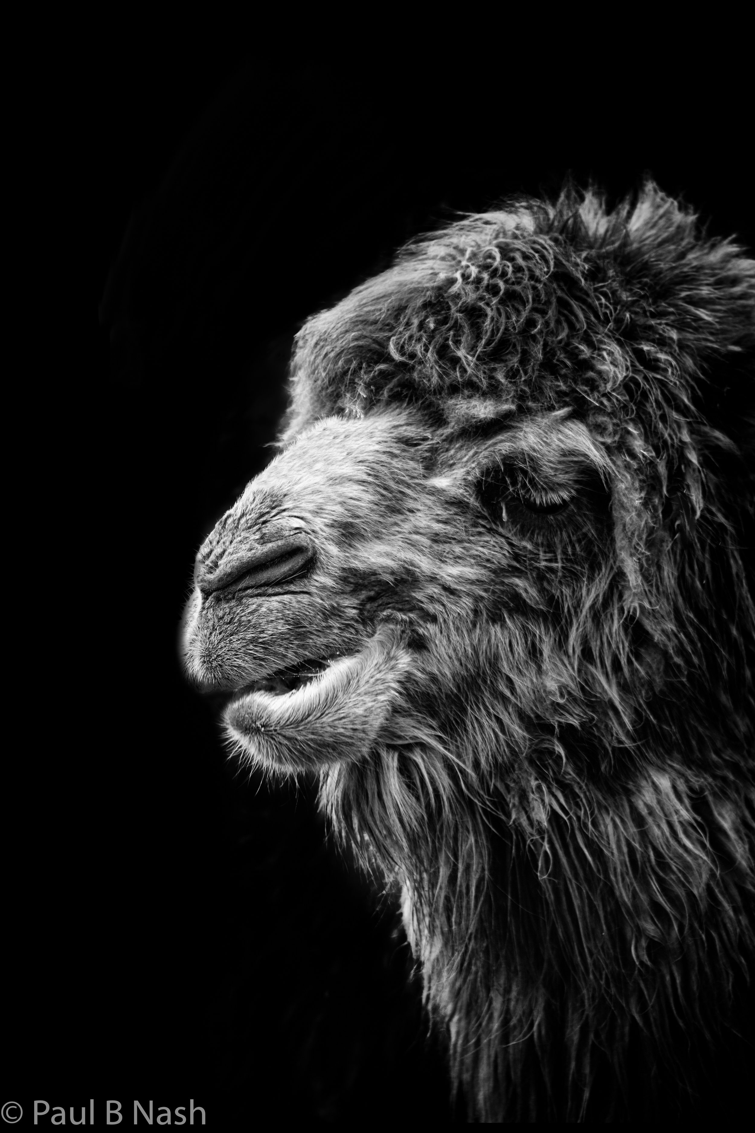 Bactrian camel for RPS final copy right.jpg