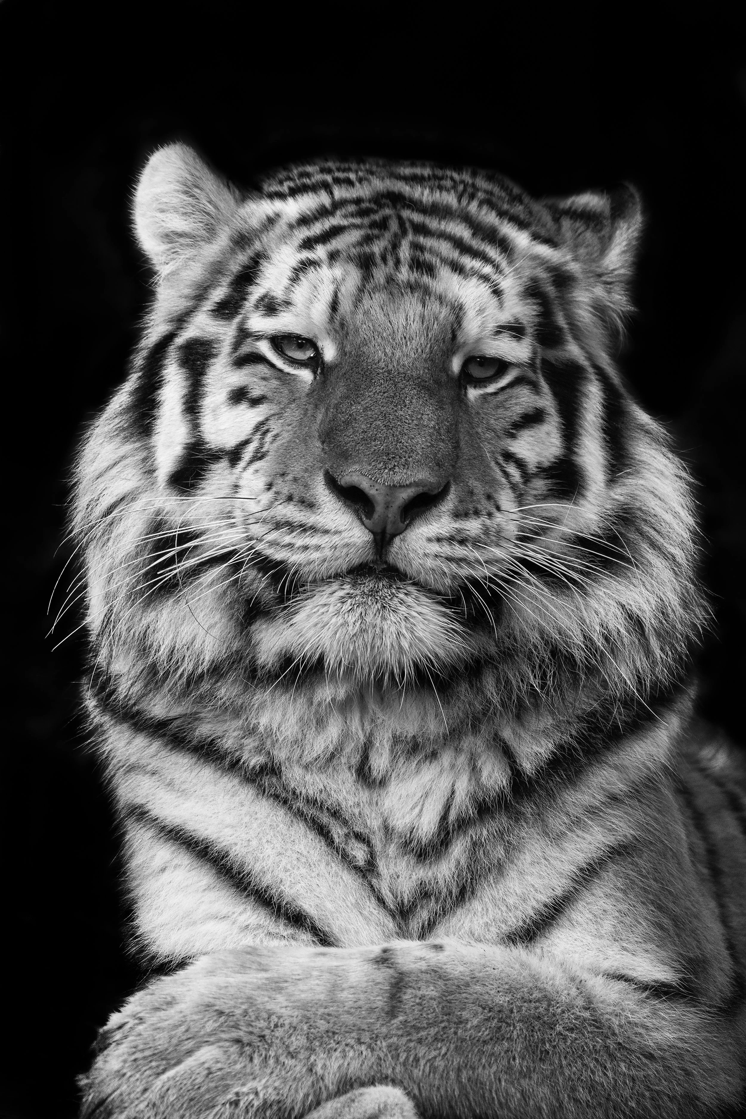 Tiger black and white 1 rps.jpg