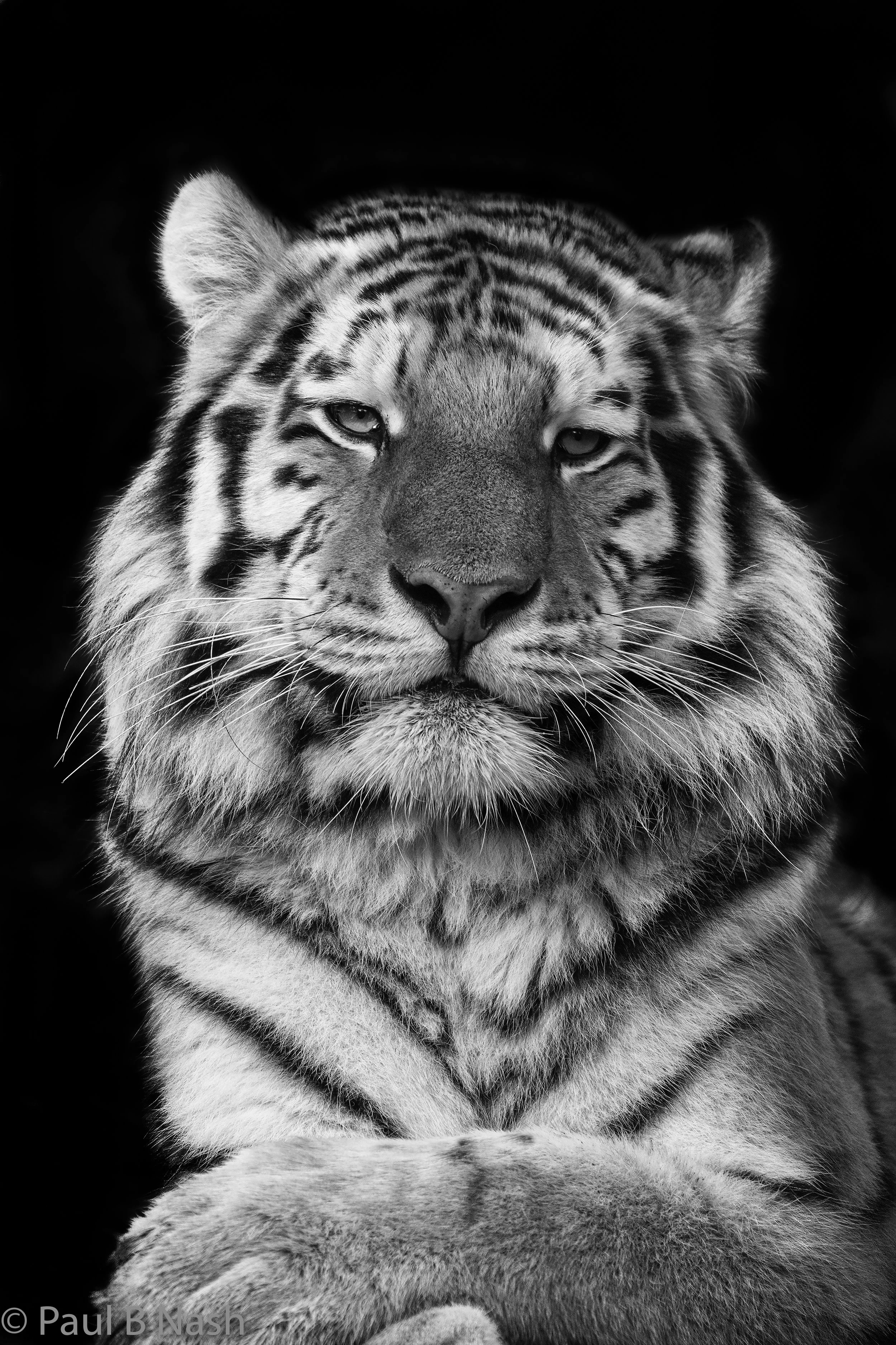 Tiger black and white 1 rps copyright.jpg