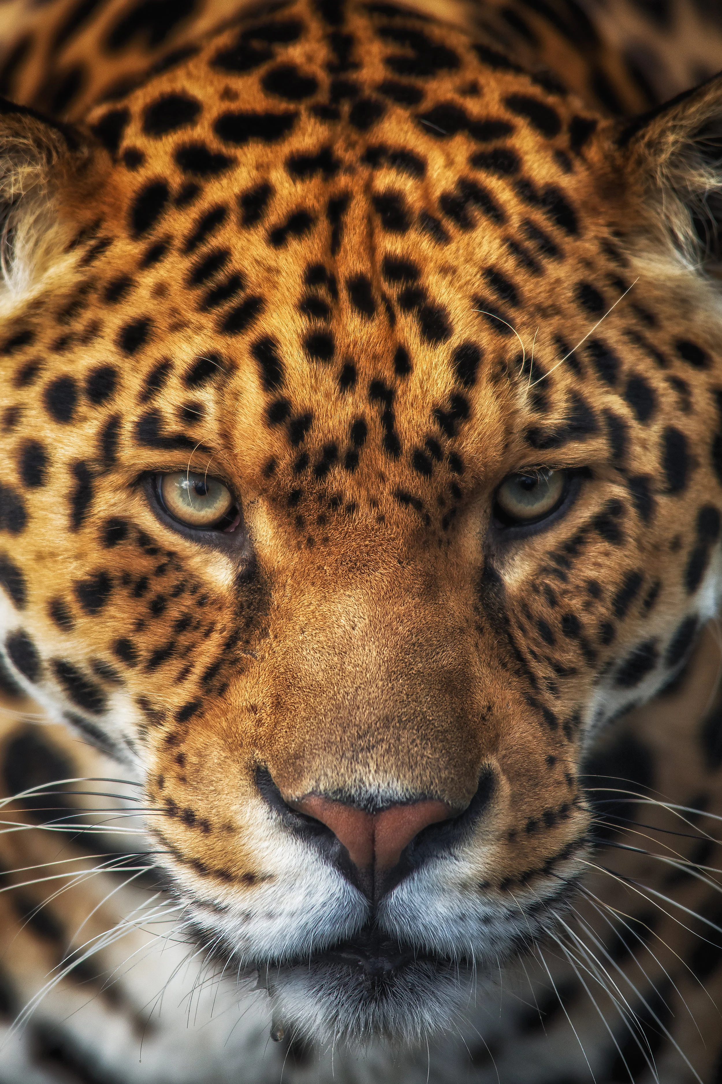 Jaguar central.jpg