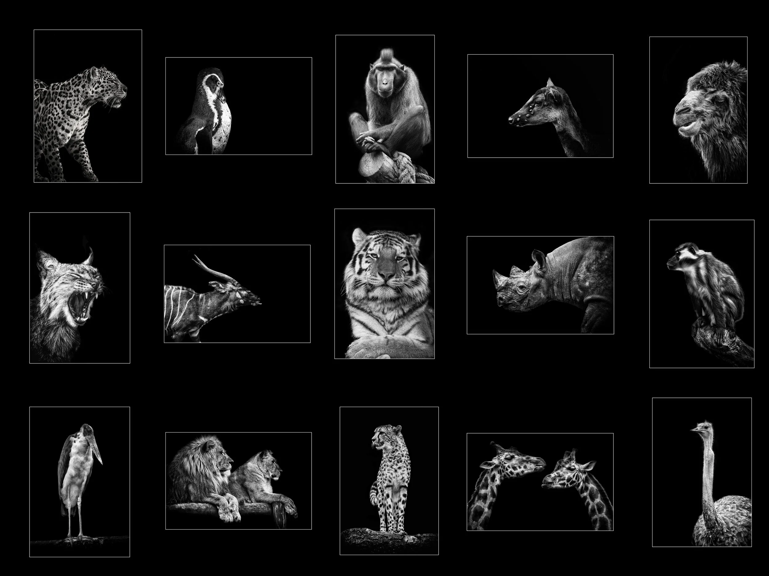 Final Layout animals 2.jpg