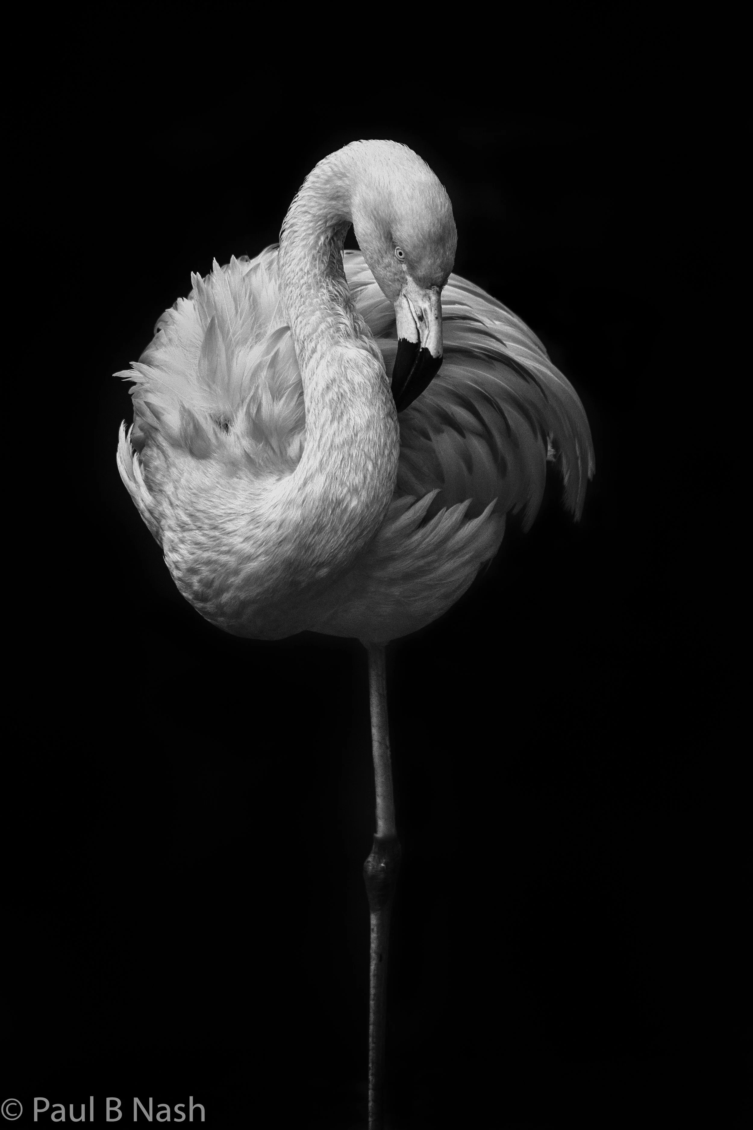 flamingo copywright.jpg