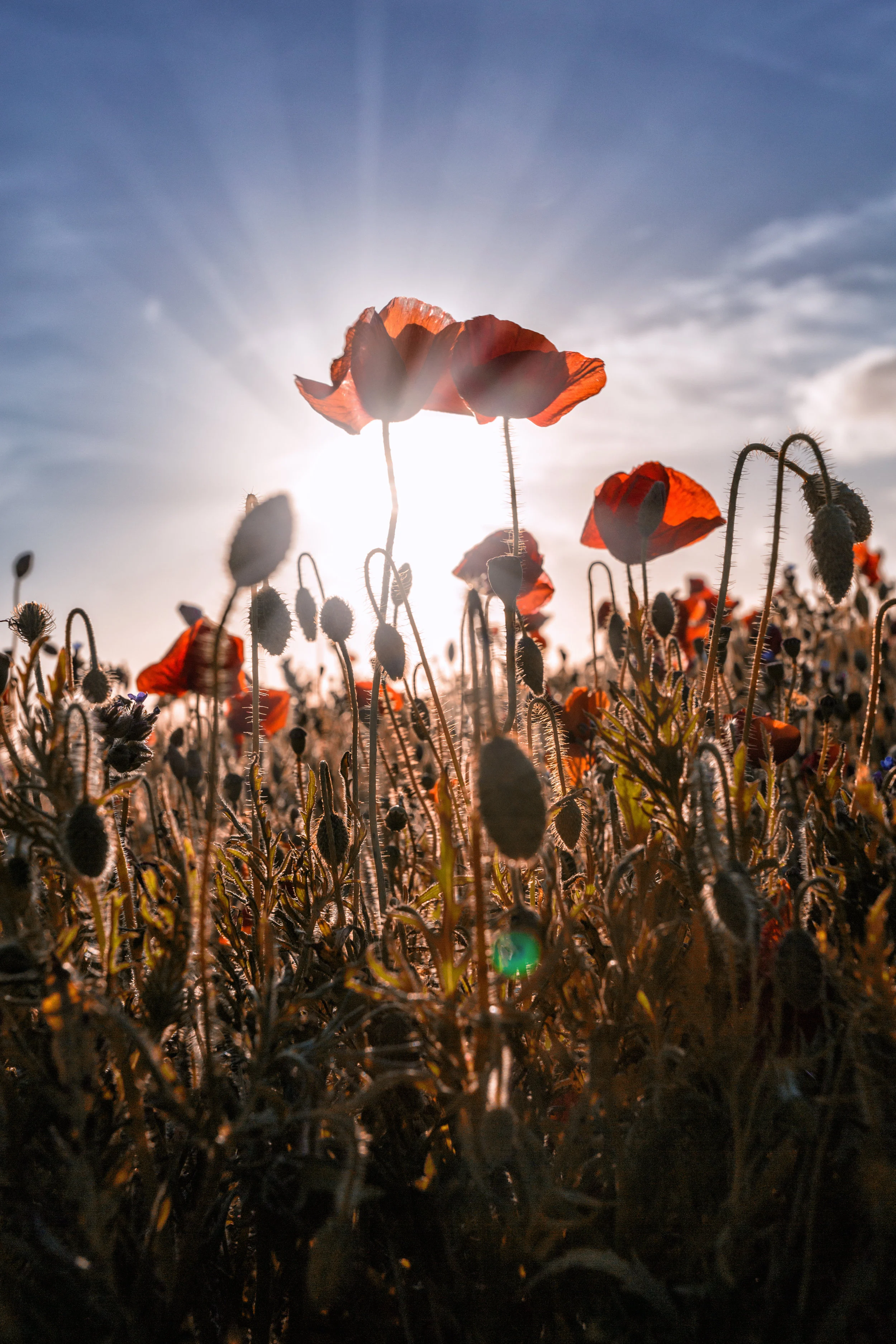 Pentire 7 poppies.jpg
