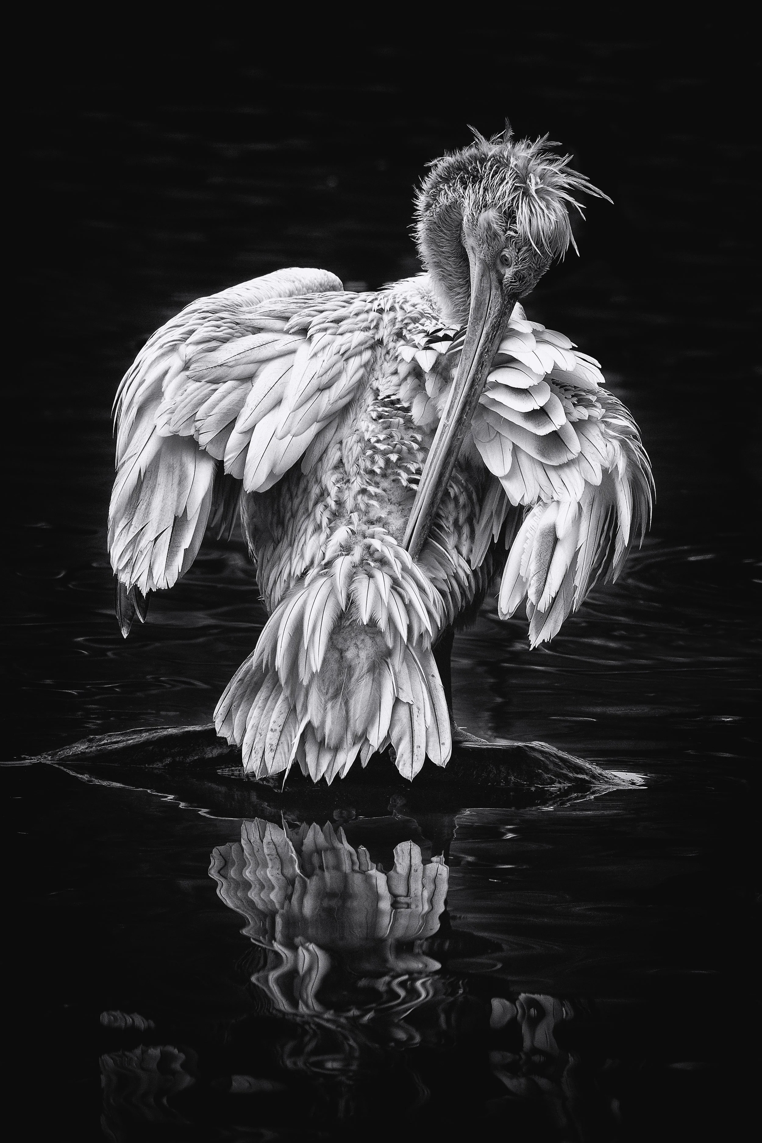 Pelican reflection 2.jpg