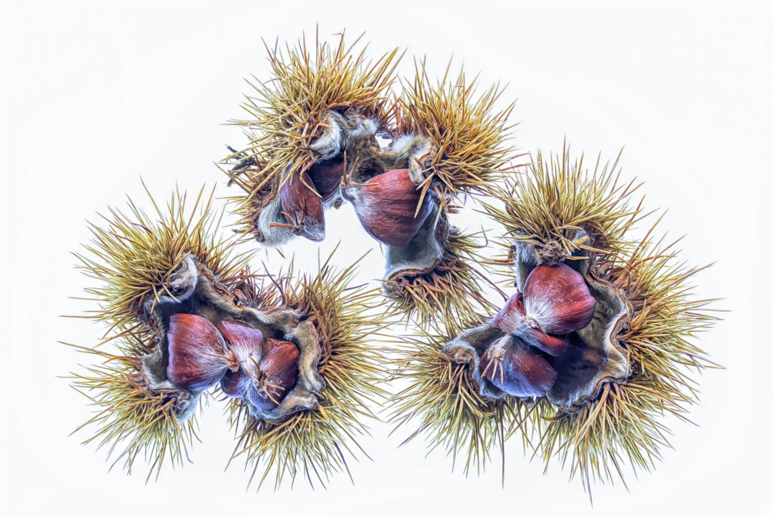 Chestnuts 2 Final_.jpg