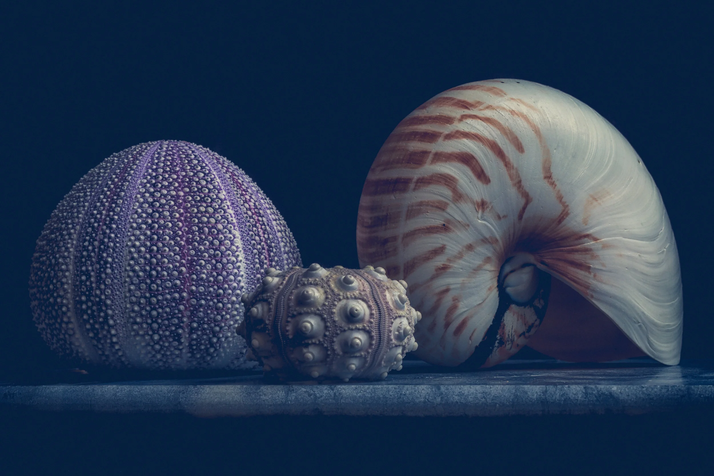 Anemone and nautilus 2 flickr.jpg