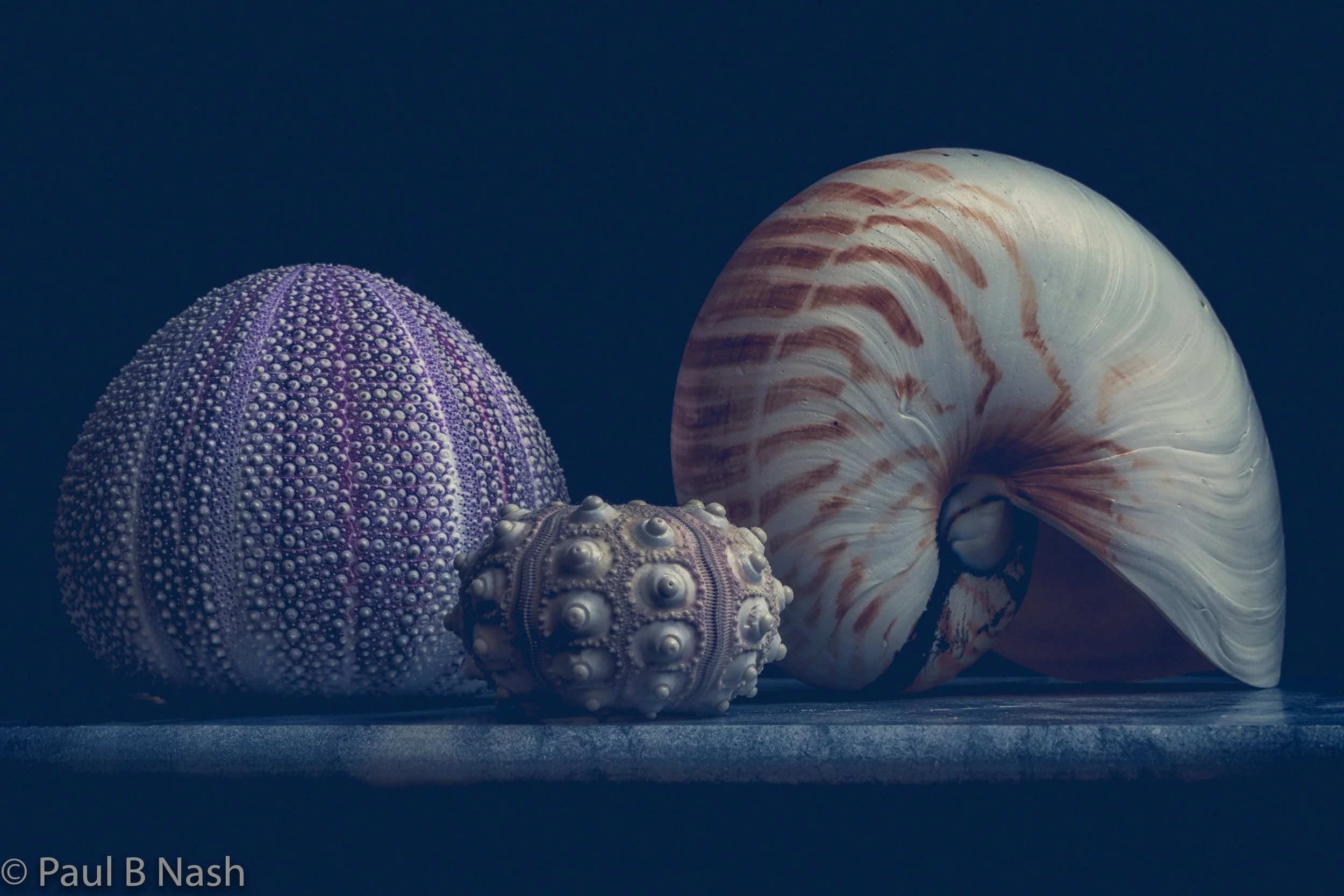 Still life shells final copyright.jpg