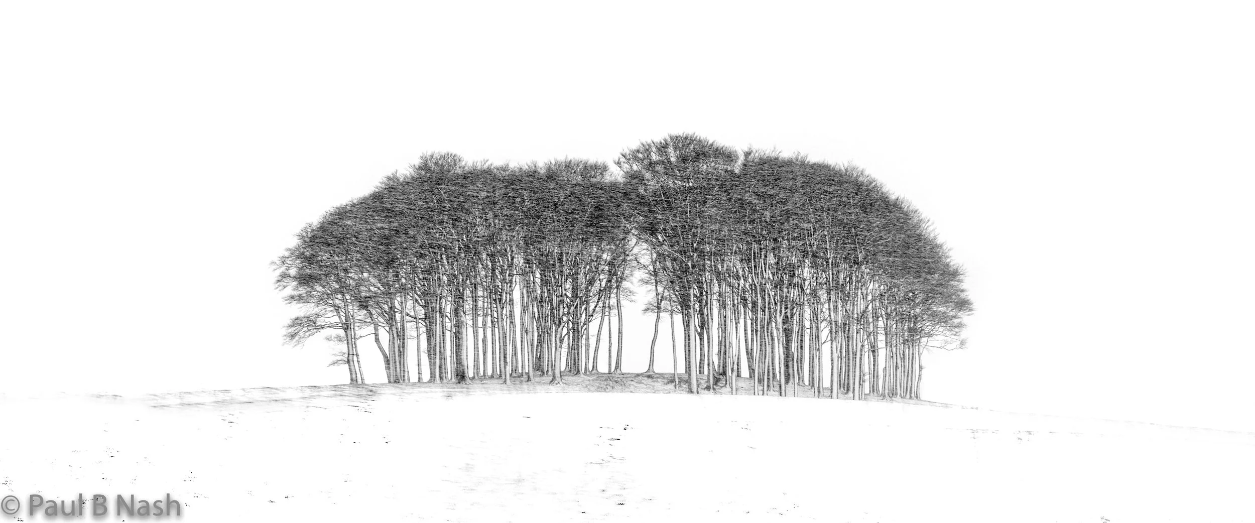Trees snow 3 blizzard final for Website copyright.jpg
