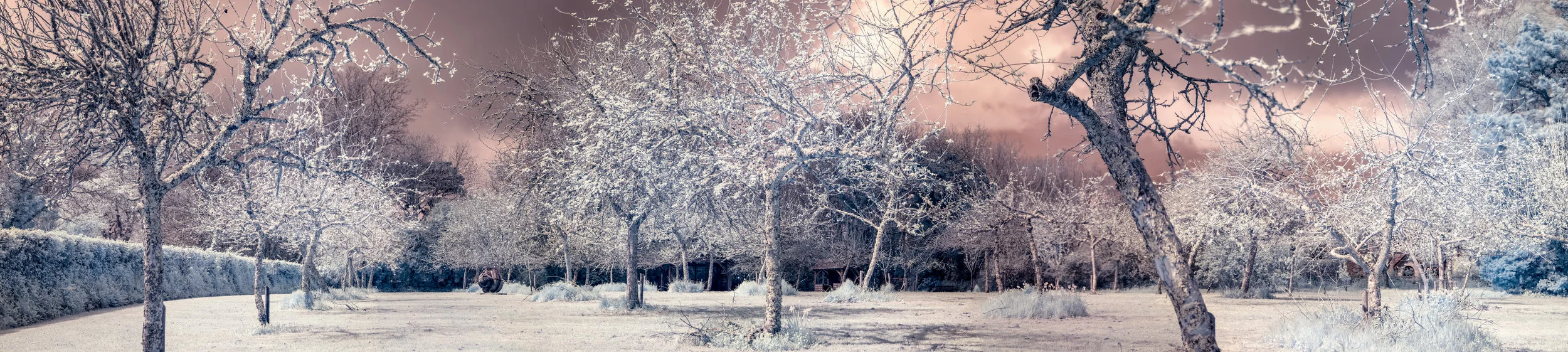 Orchard low res.jpg