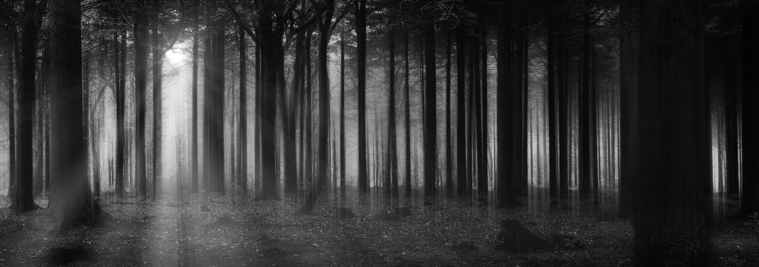 pano fog sunlight_.jpg