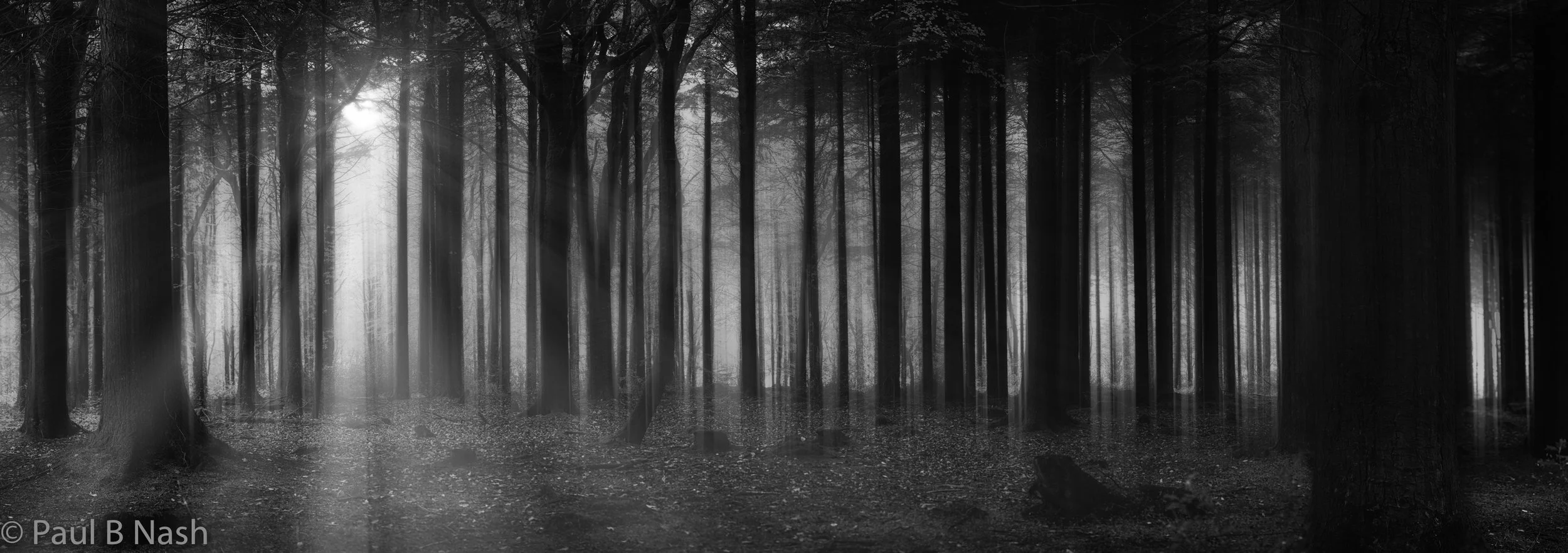 pano fog sunlight copyright.jpg