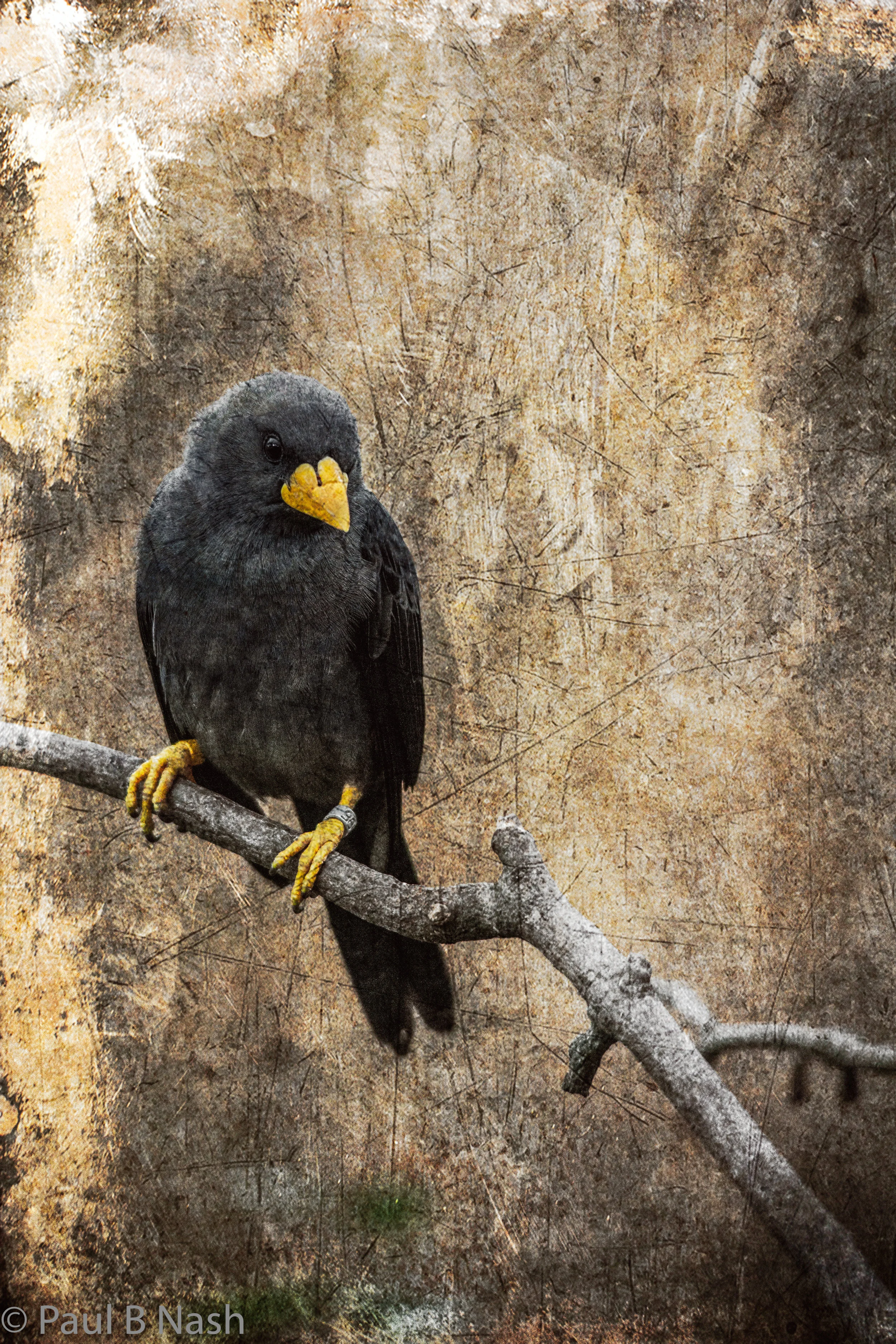 yellow beak again 1 copyright.jpg