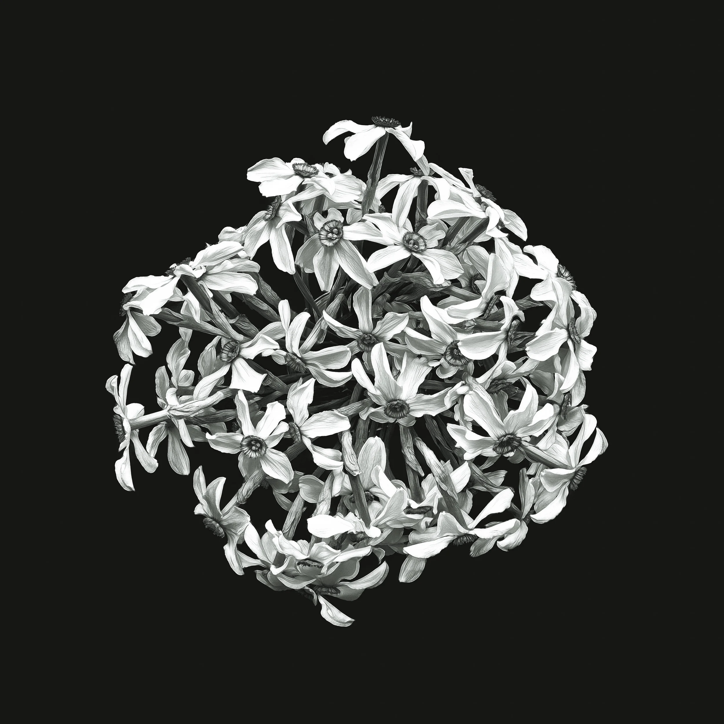 Narcissi 4 bw fine art square sharp.jpg