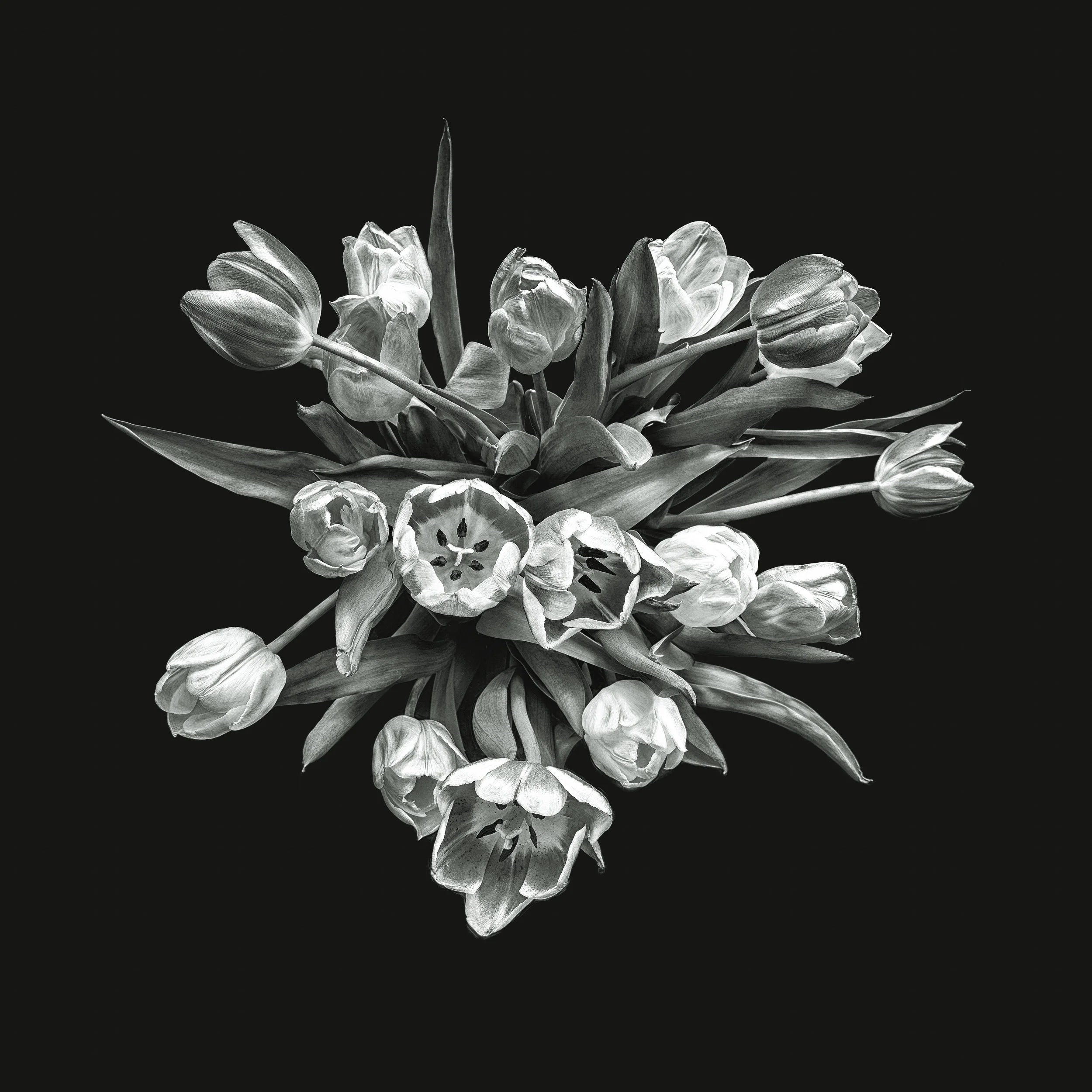 Tulips 10 BW final.jpg