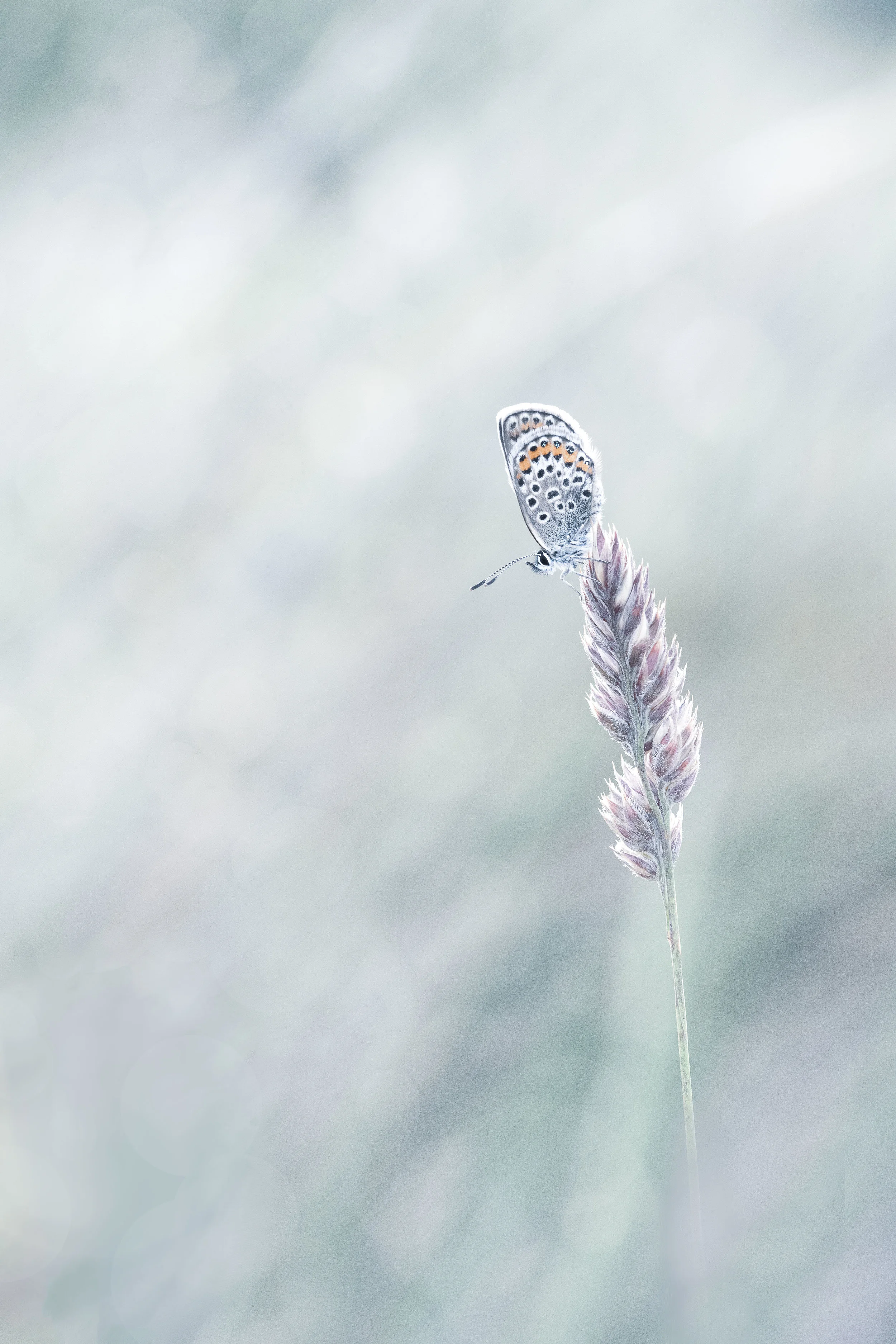 Butterfly countryfile 1.jpg