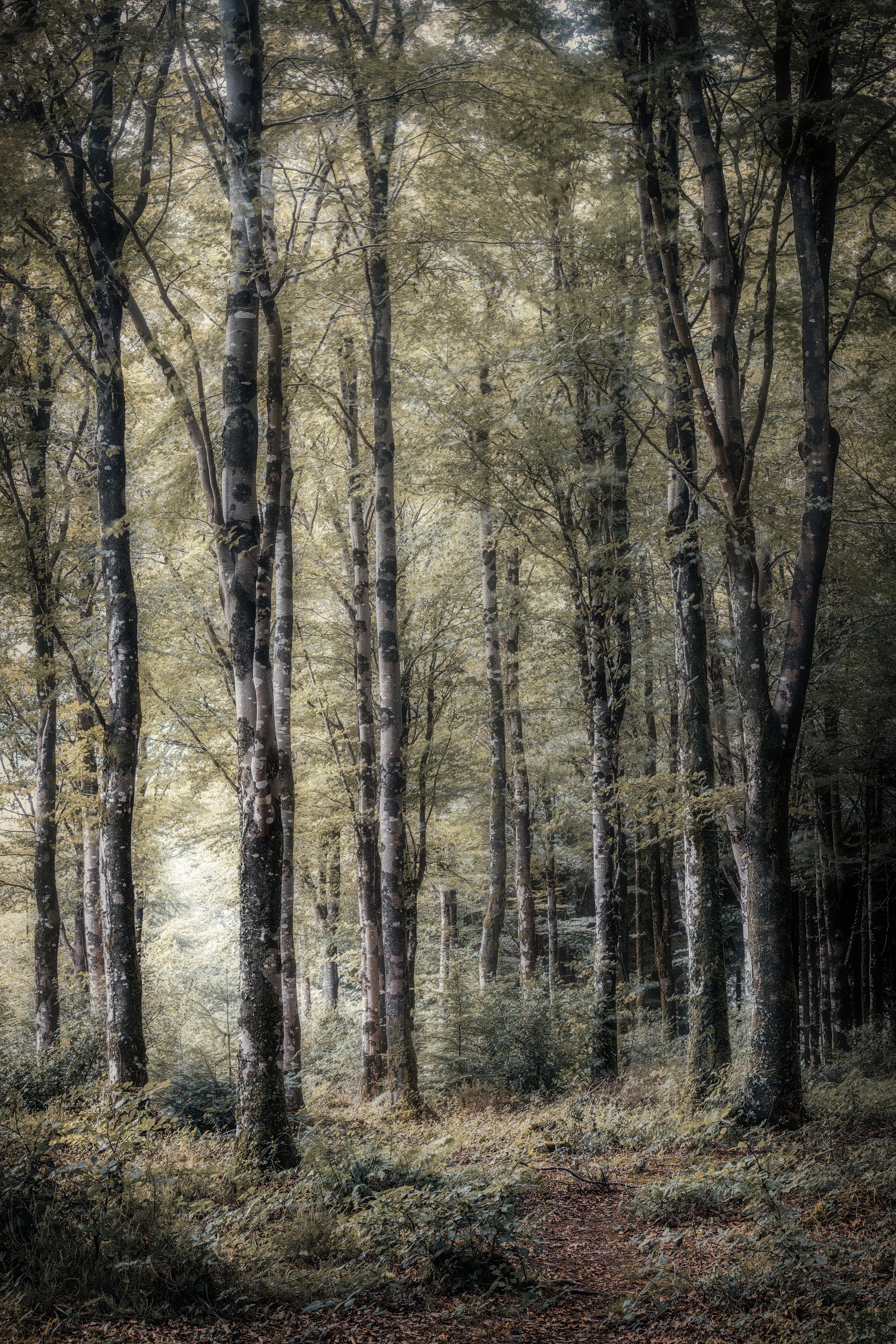 Ladock wood for website_.jpg