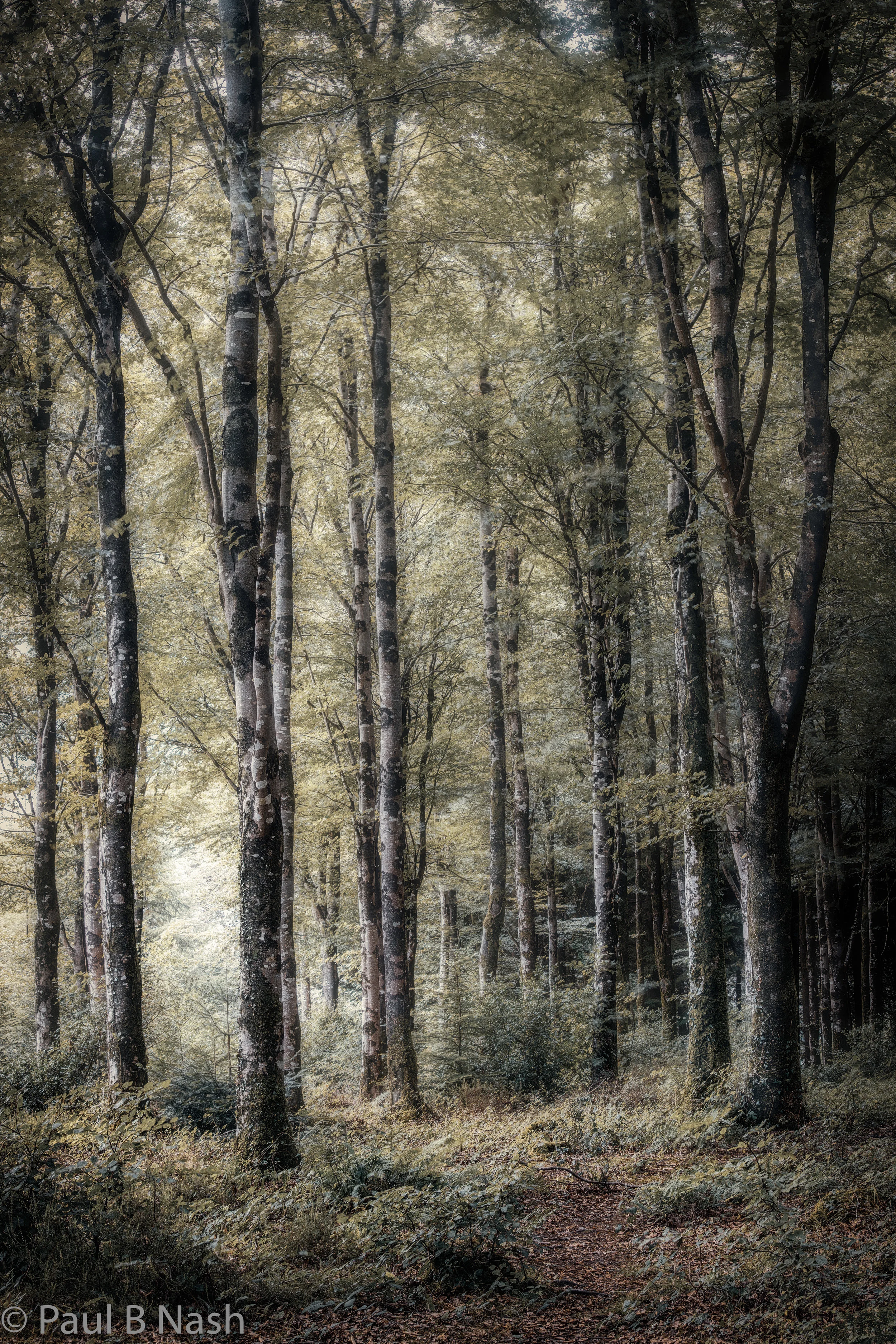 Ladock wood for website copyright.jpg