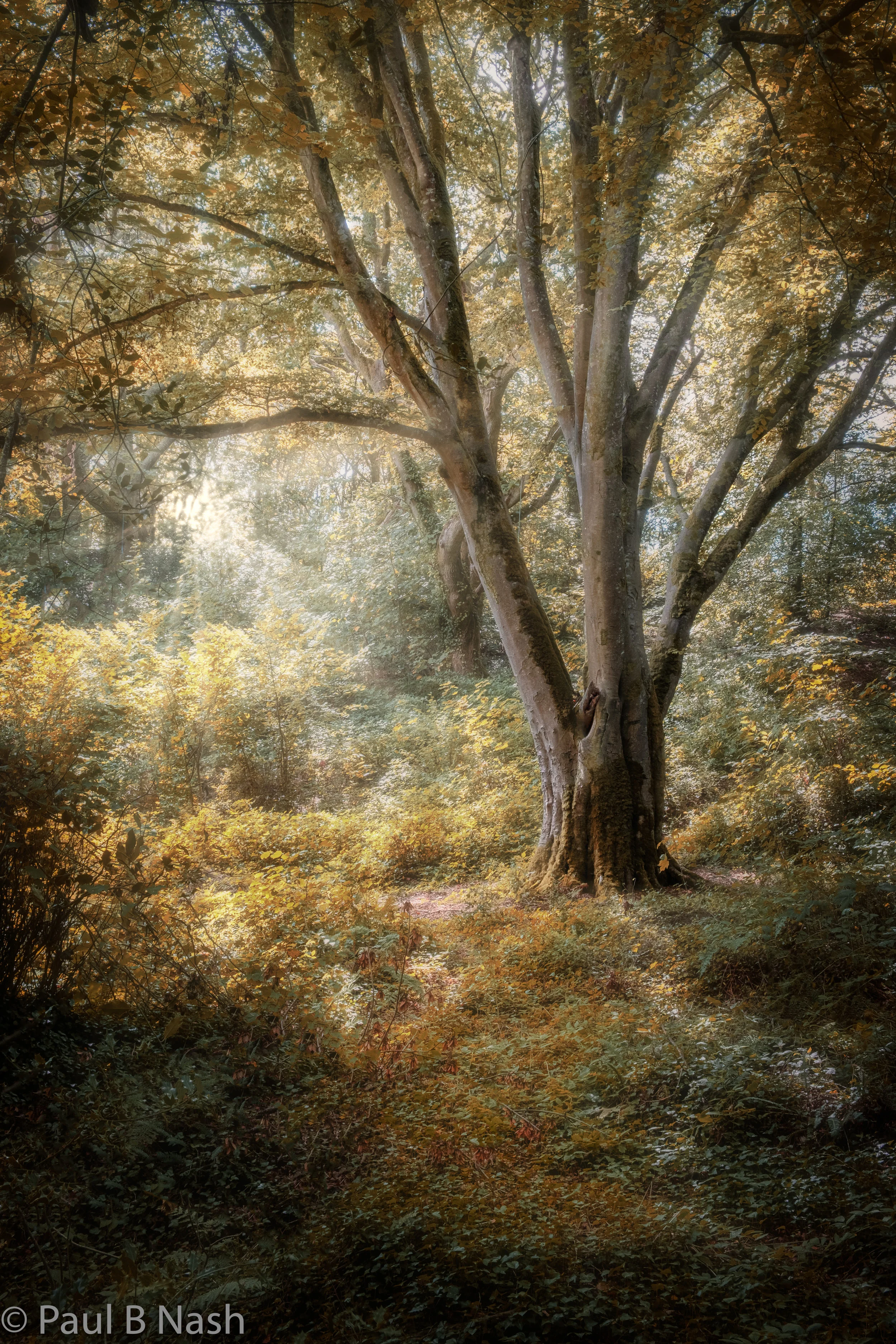 Lone beech tree for website copywright.jpg