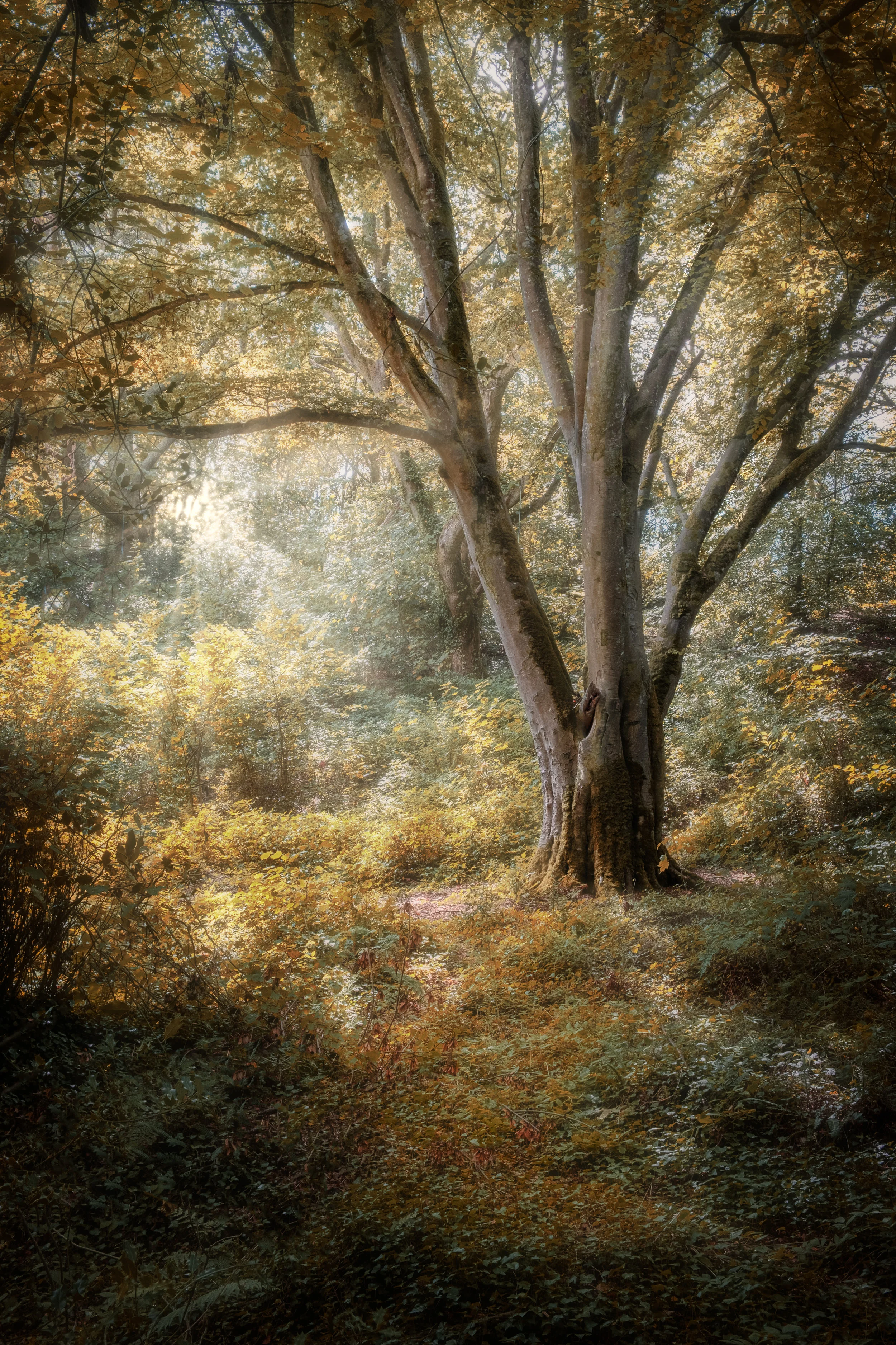 Lone beech tree for website_.jpg
