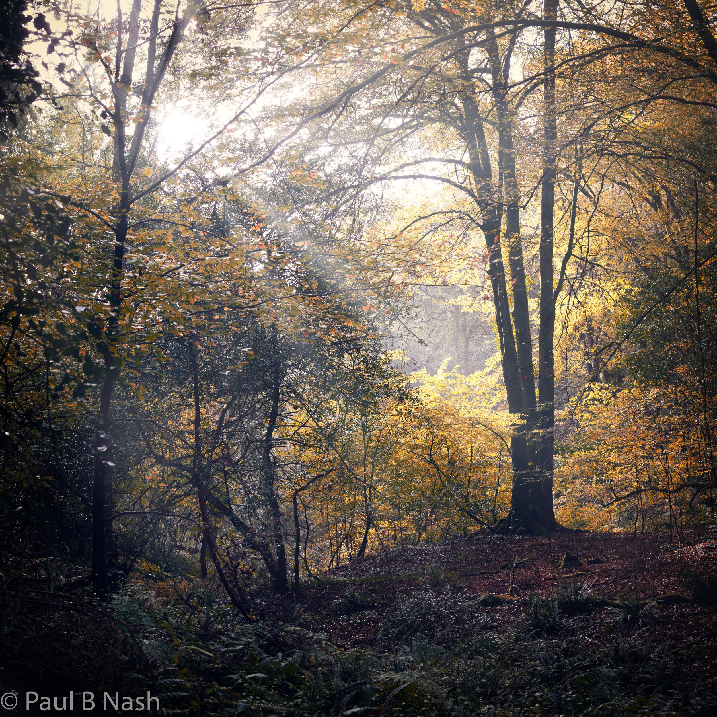 Lerryn woods 6 autumn final 2 flipped copywright.jpg