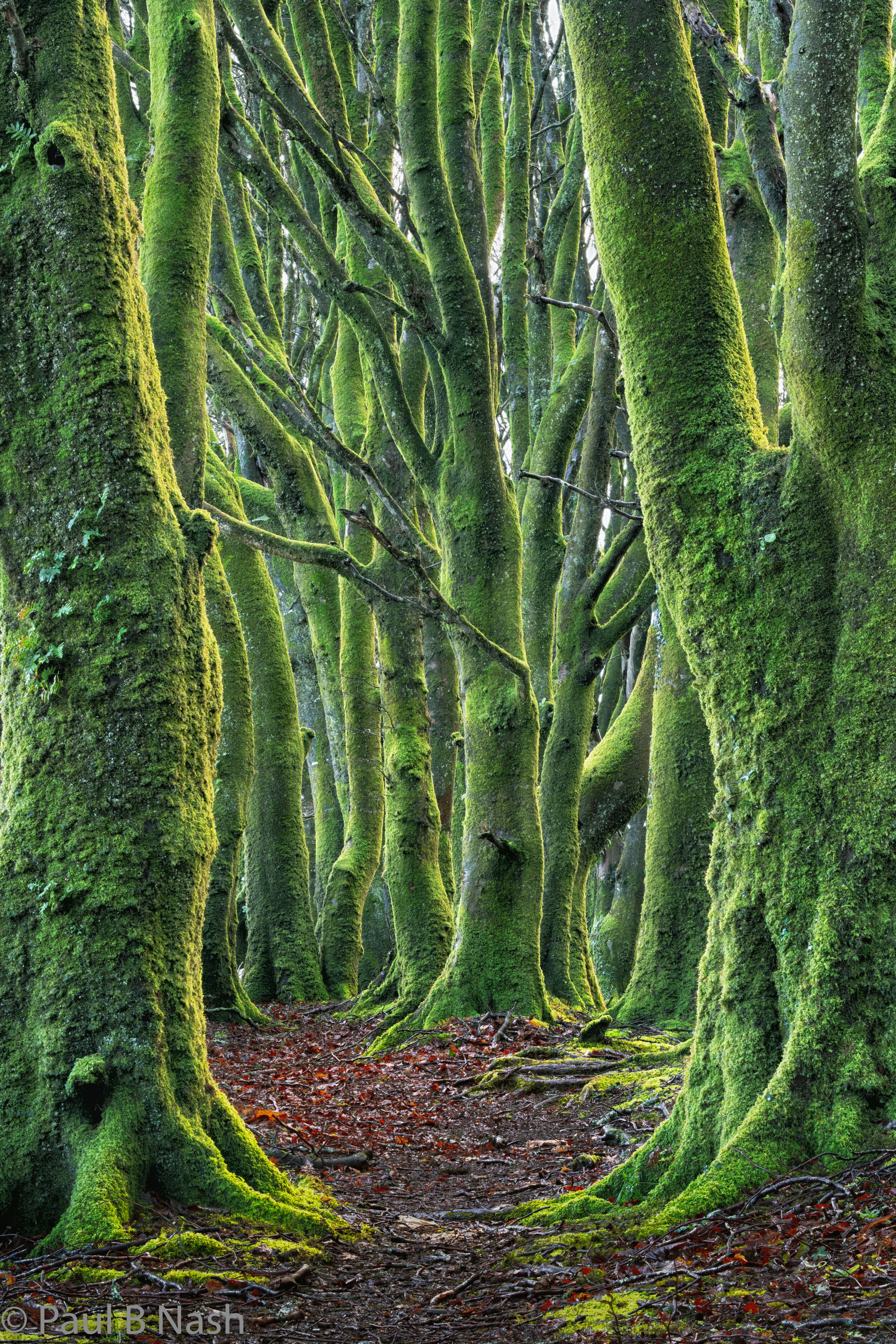 Beech trees compressed copyright.jpg