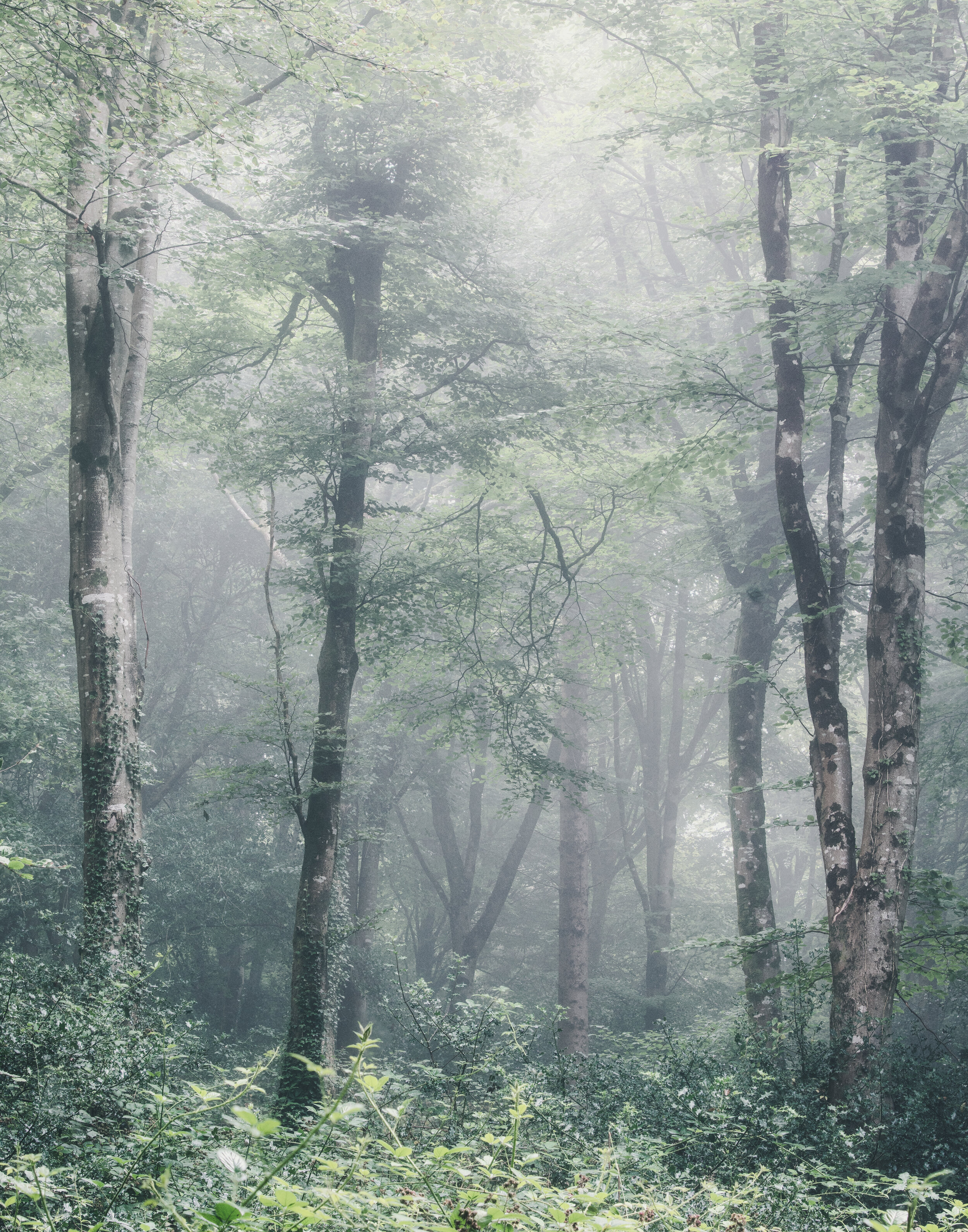 Misty tree for website copywright.jpg