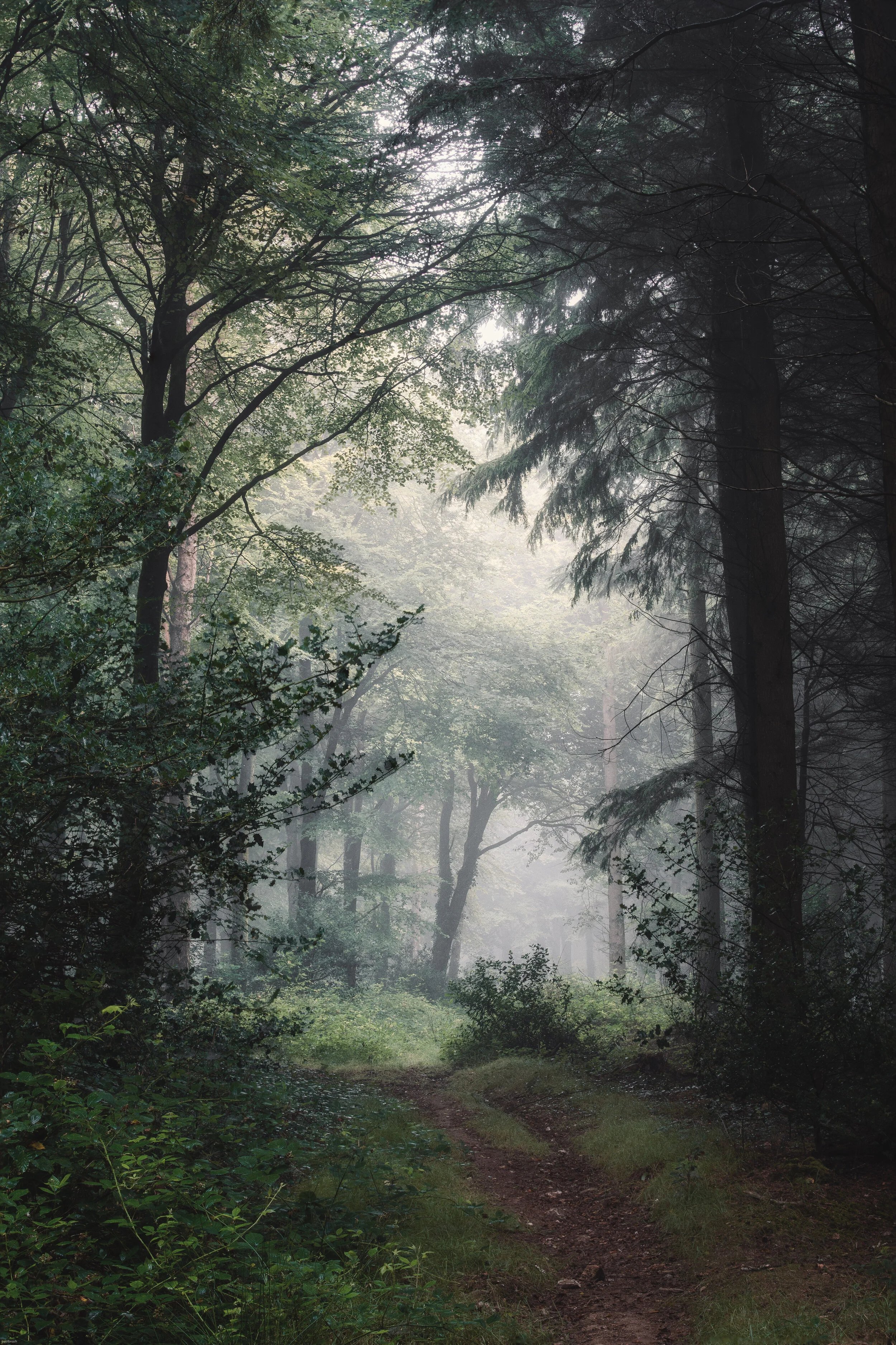 Misty path for website copywright.jpg